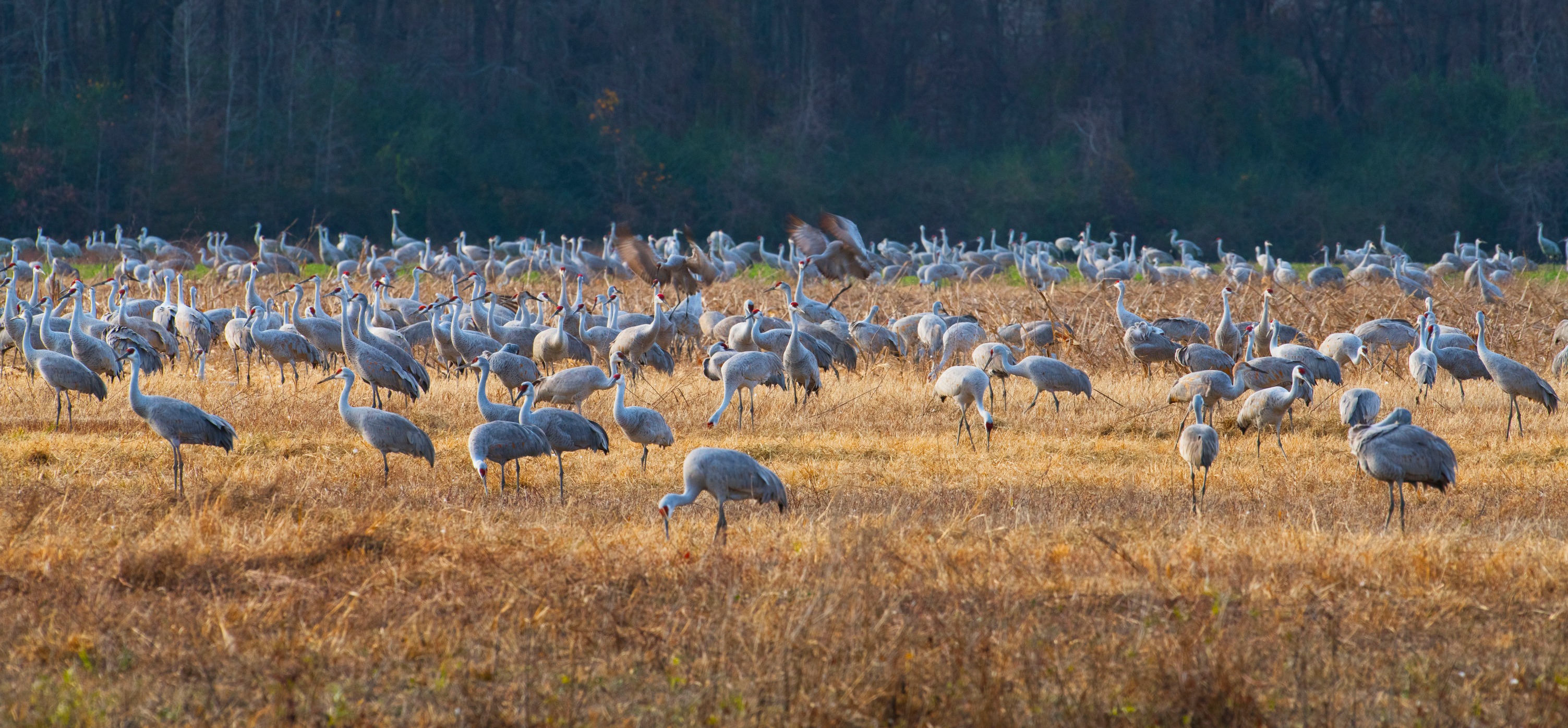Wheeler National Wildlife Refuge Complex | Decatur AL