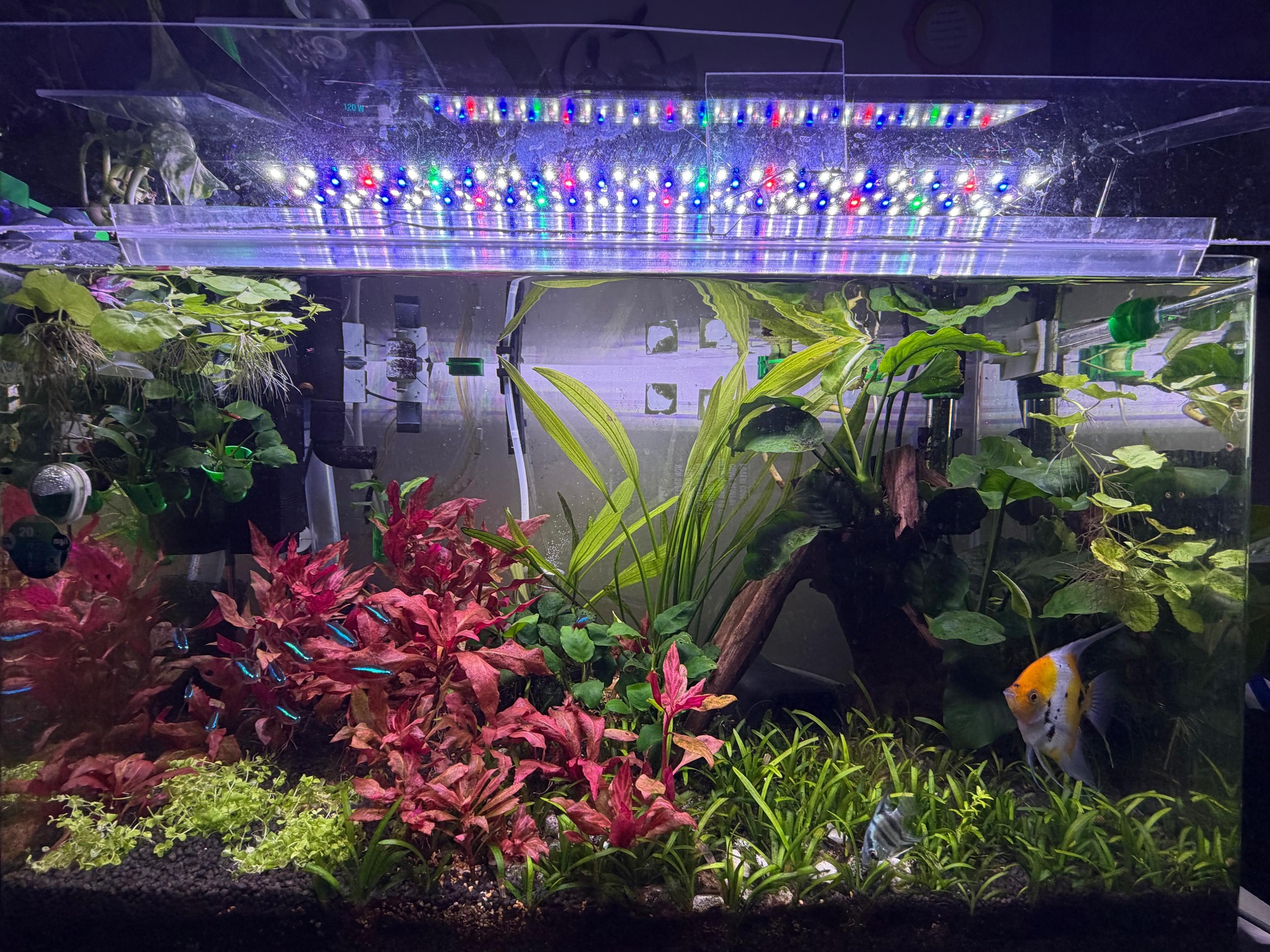 How to set Chihiros WRGB60 II for aquarium?