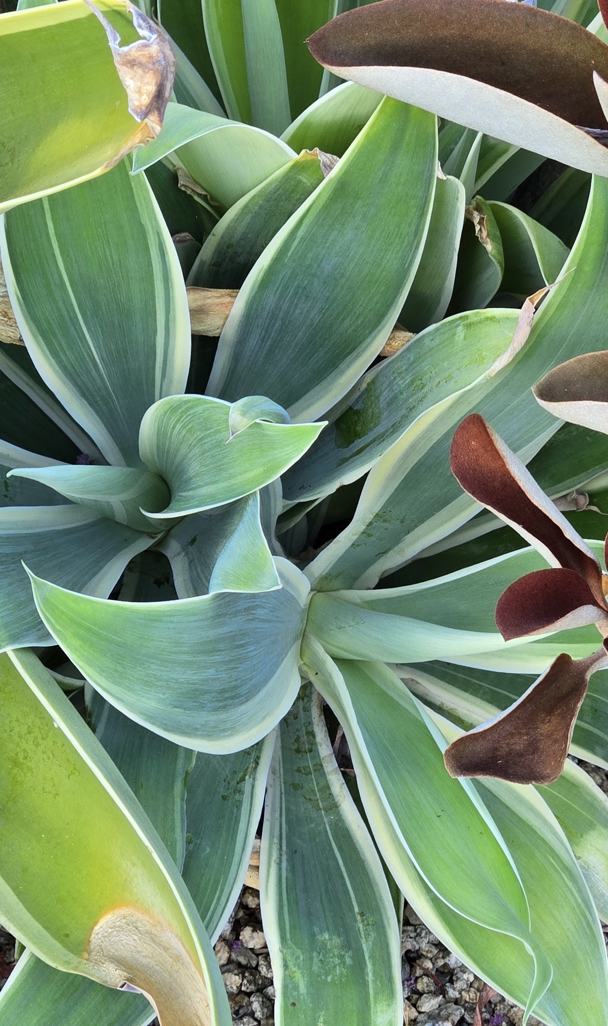 Agave desmettiana yellow mutate. One of the prettiest agaves I