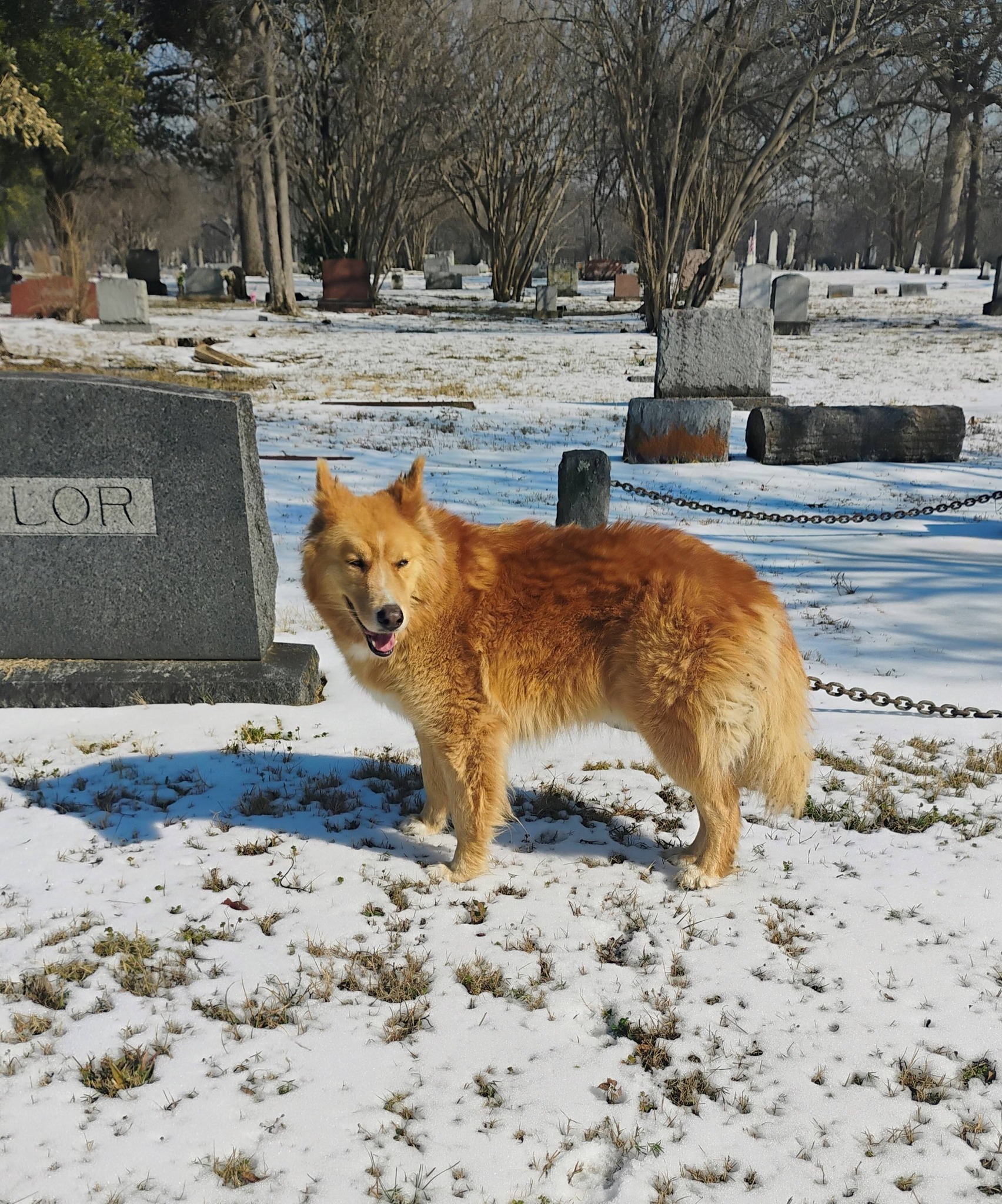 Friends of Oakland Cemetery Dallas | Rusty was so glad to be free ...
