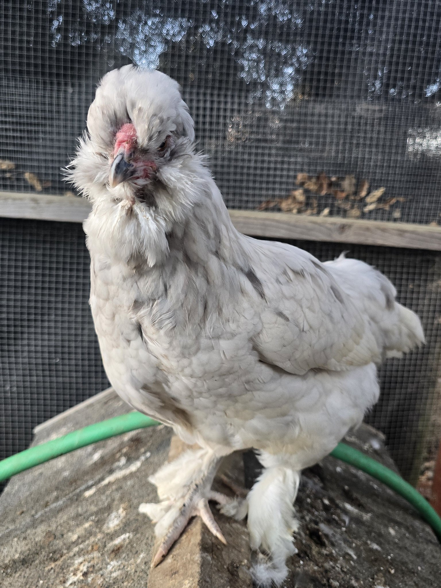 Silkie Chickens | Facebook