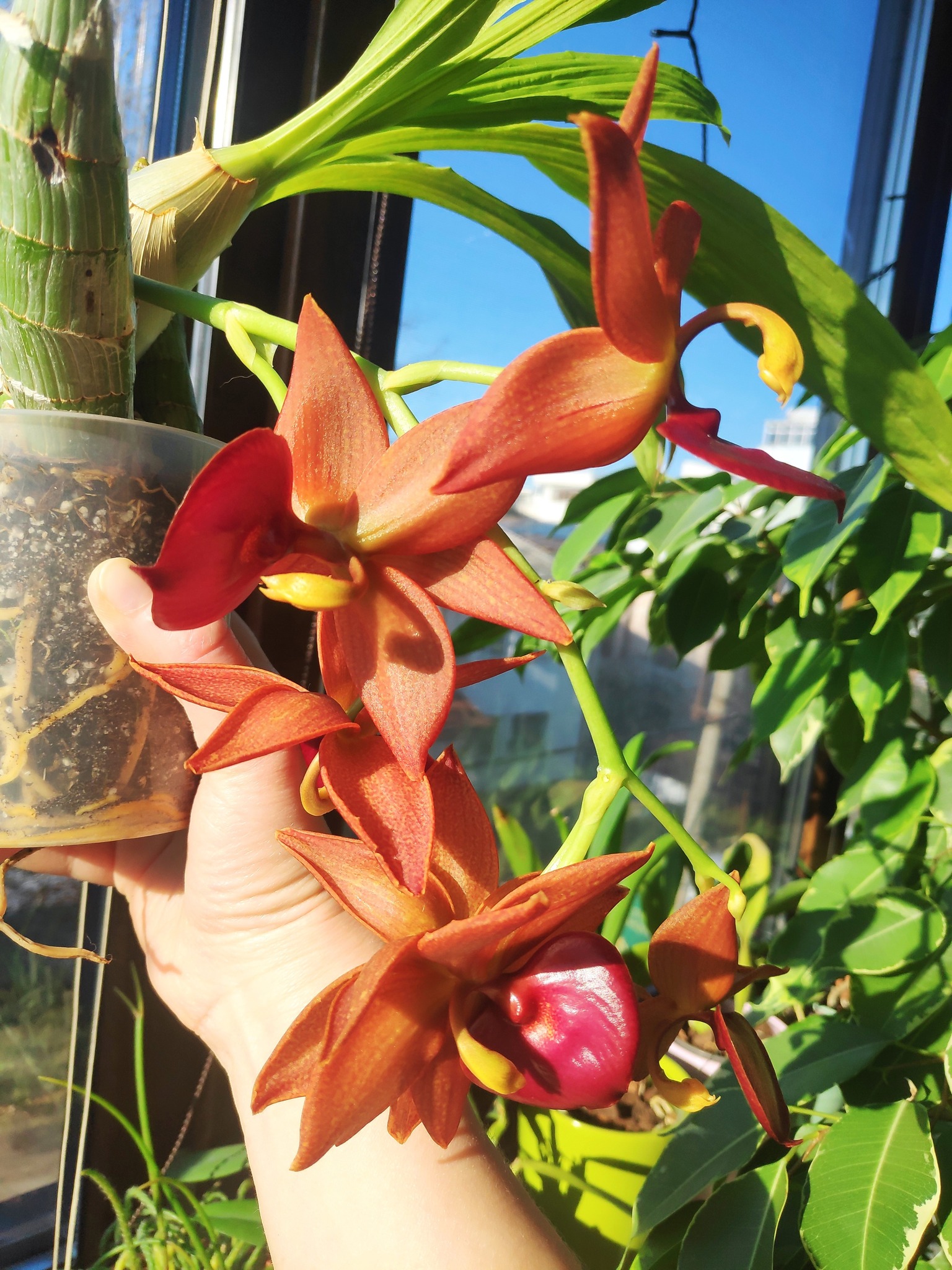 Cycnodes Taiwan Black Pearl 'Cooper Queen '