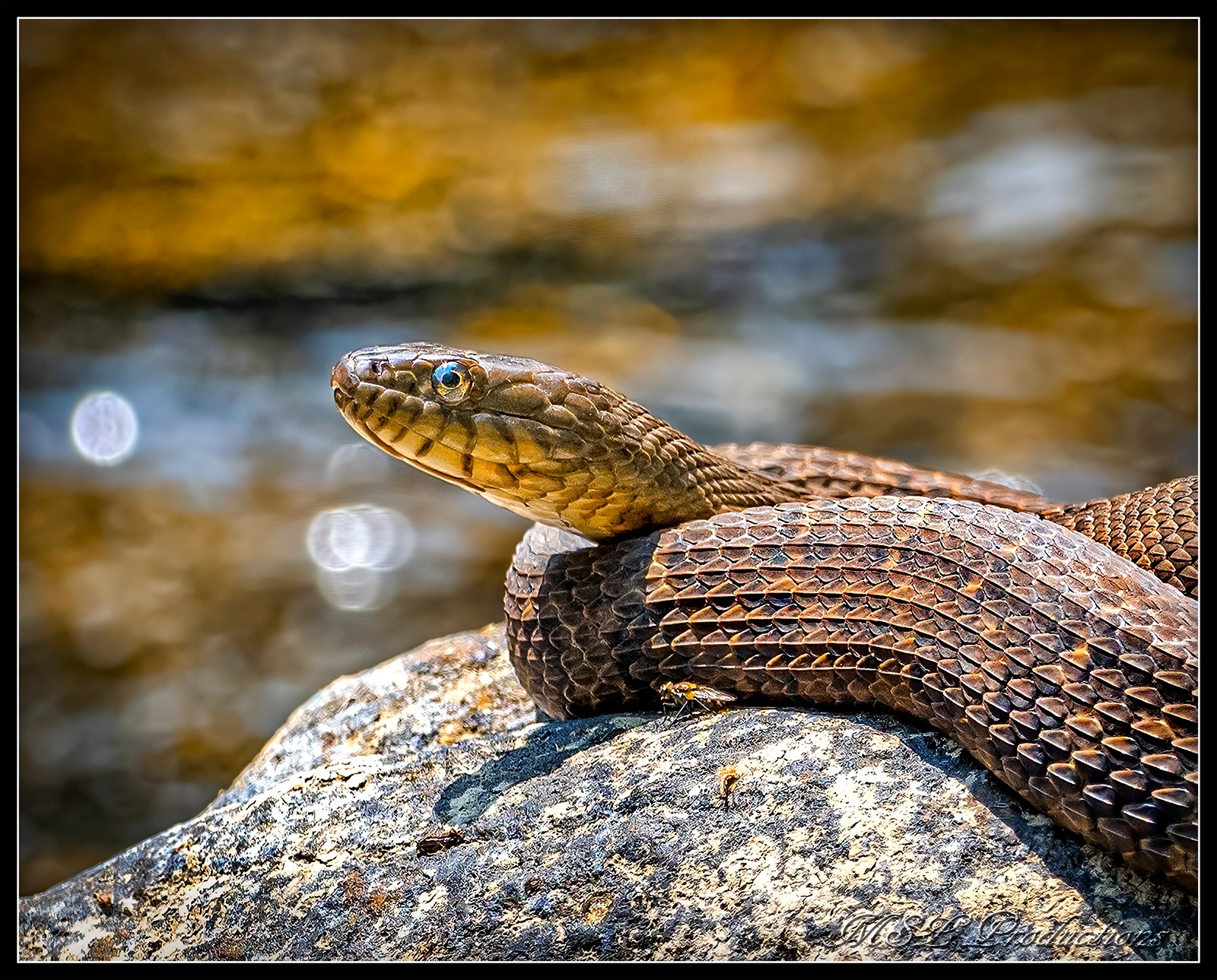 A water snake with 🐠📸 1/2500 f/6.3 iso800 Nikon z9