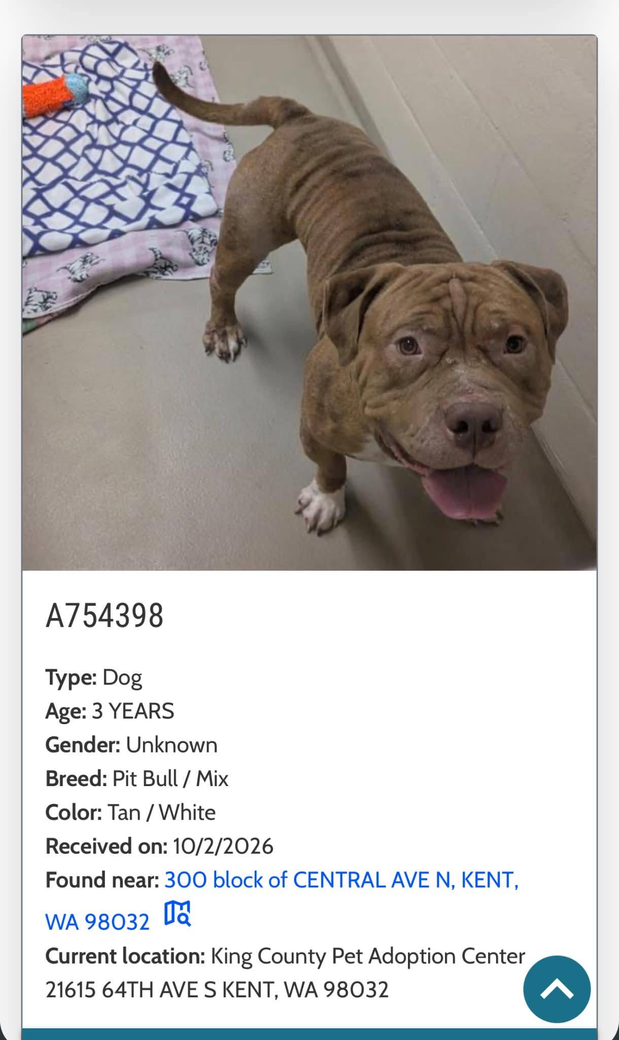 Pit Bull mix found in downtown Kent 10/2. Now at RASKC.