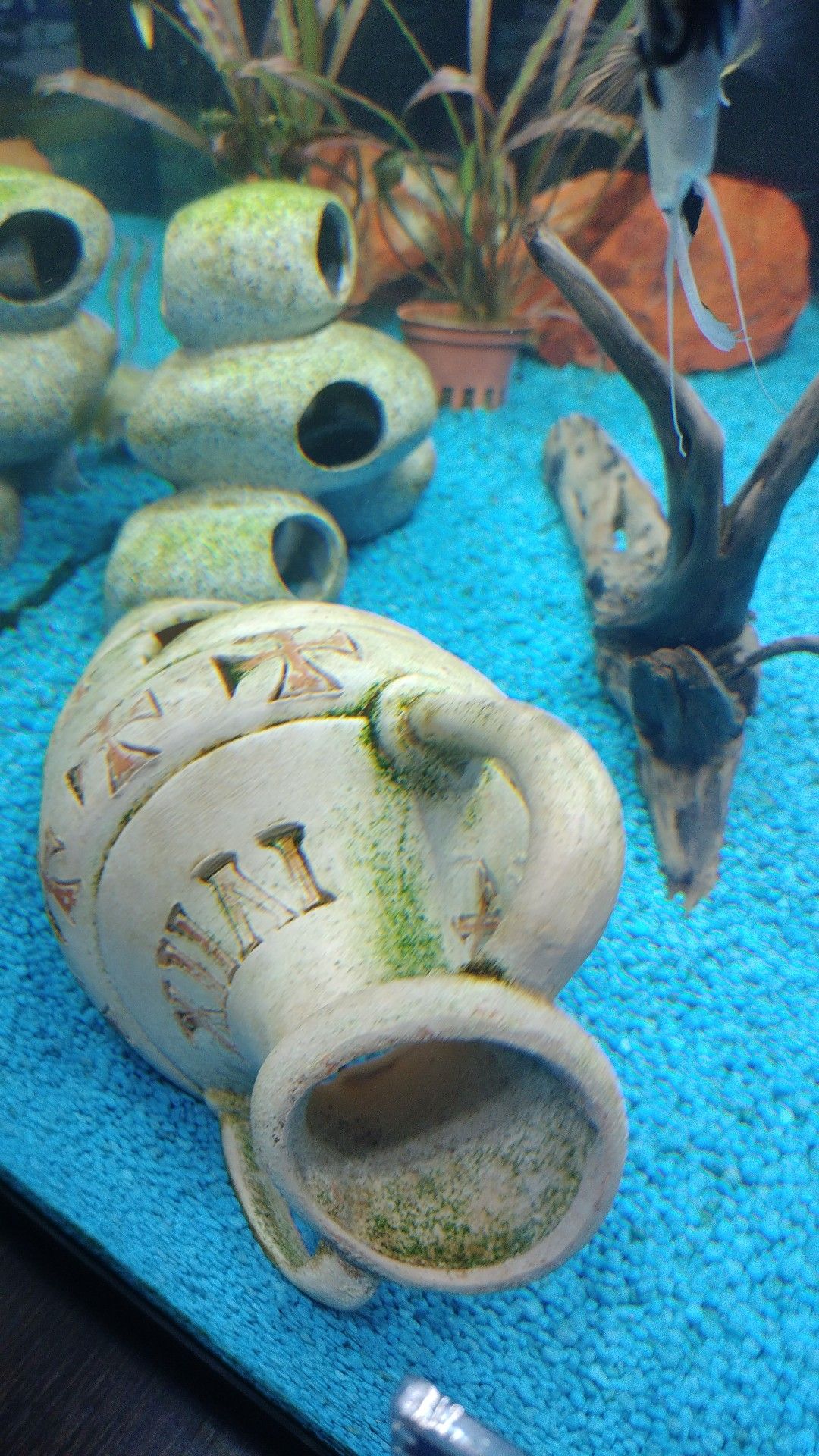 ACQUARIO CHE PASSIONE | Salve a tutti ,domanda mi sta uscendo questo ...