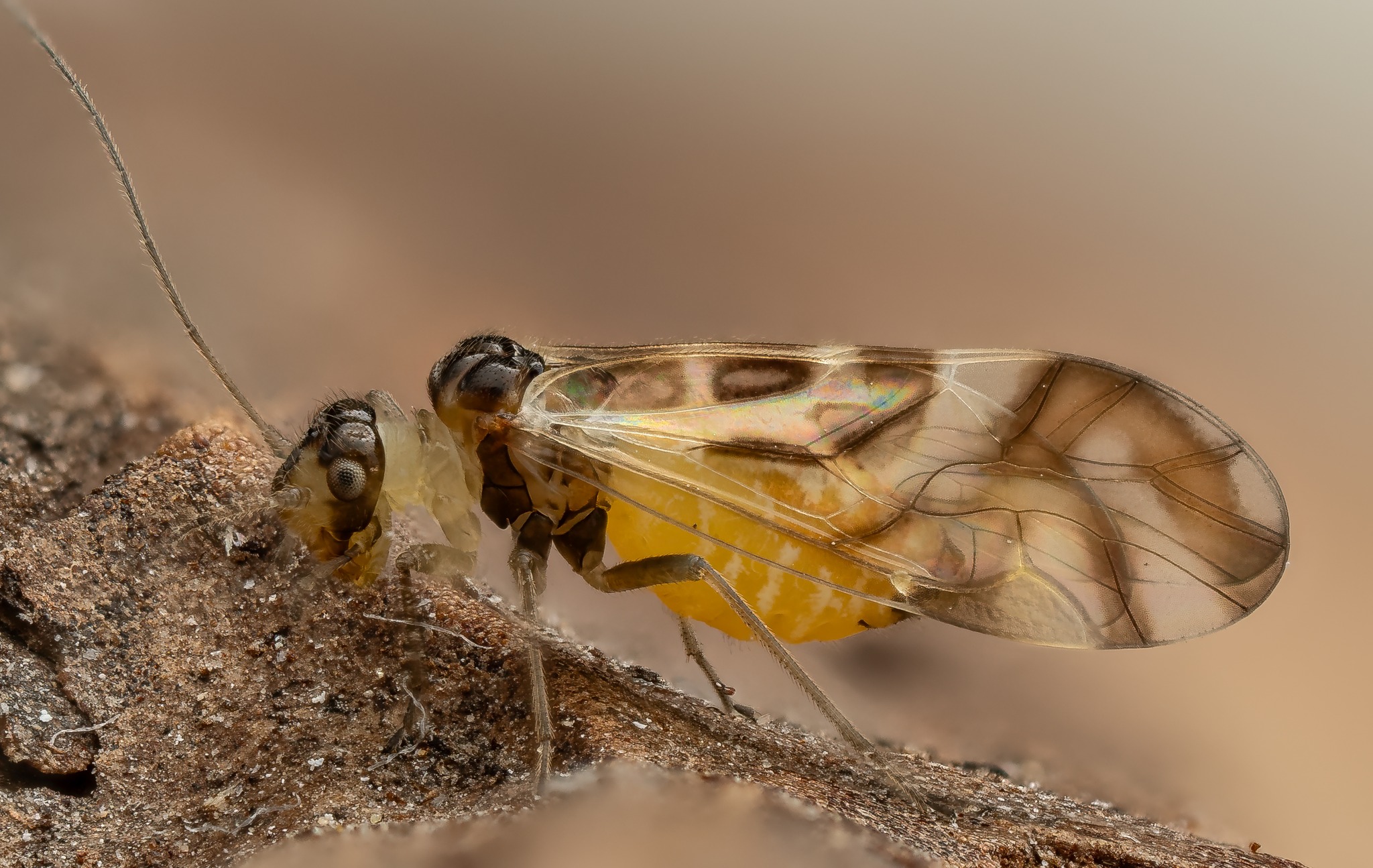 Insects and other Invertebrates of Britain and Europe | Is this a ...