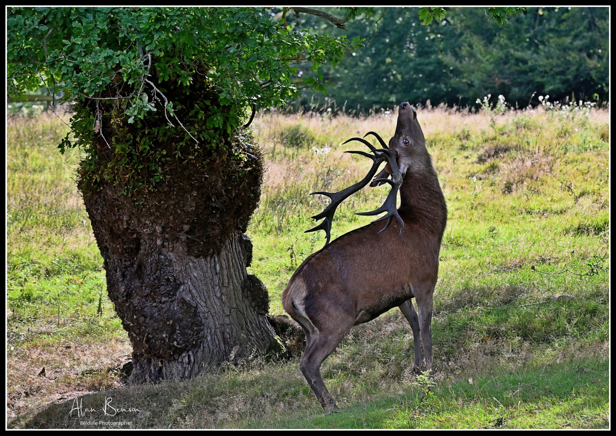 NATURE AND WILDLIFE UK | A series of images showing this big Red Stag ...