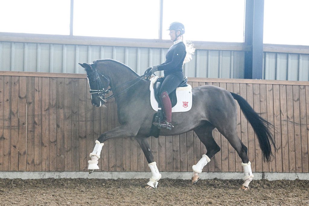 ✨Top class Mare ✨ Gunner ks x Belissimo x Ferro 9yr - 16.2