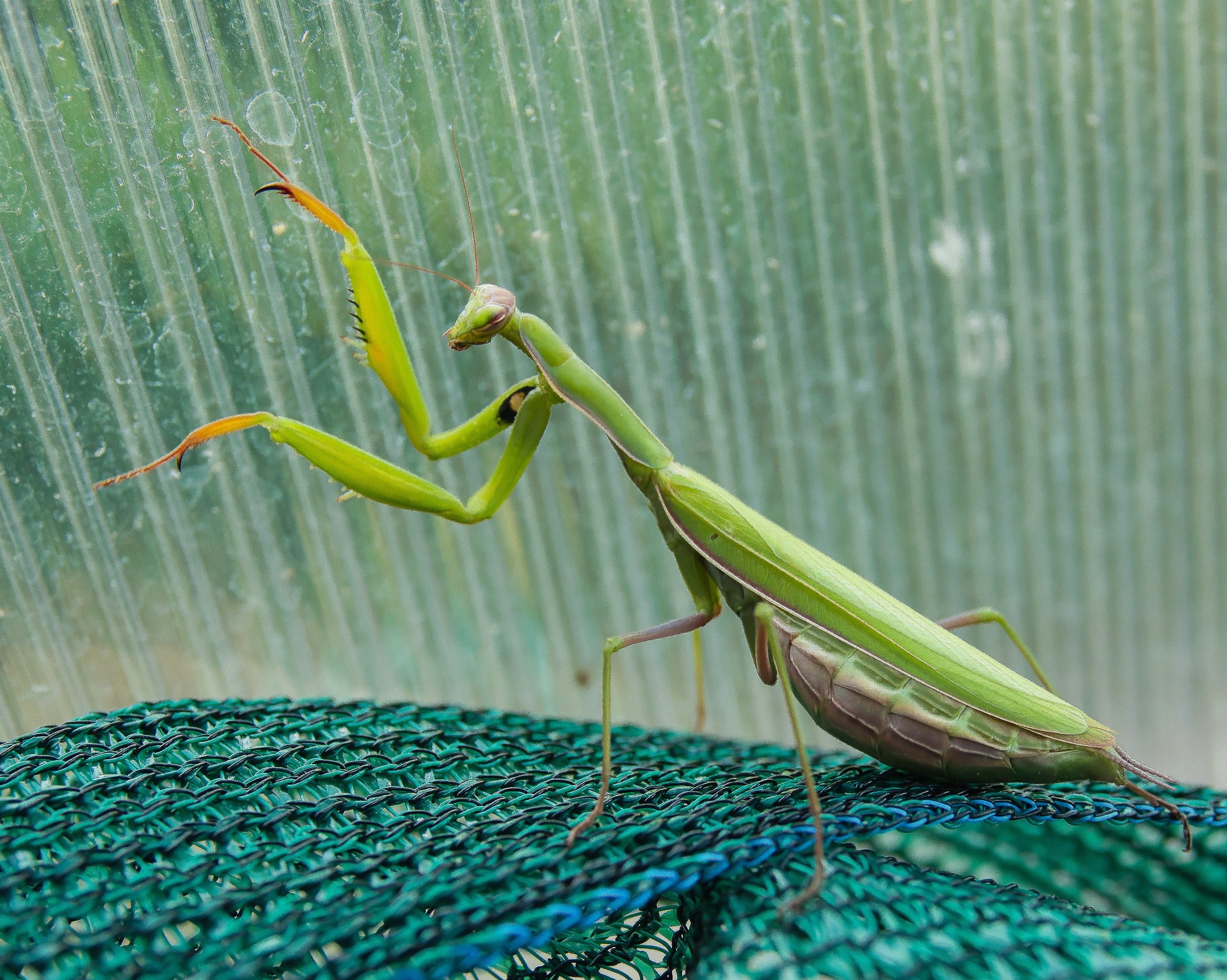Gotta love a Praying Mantis!