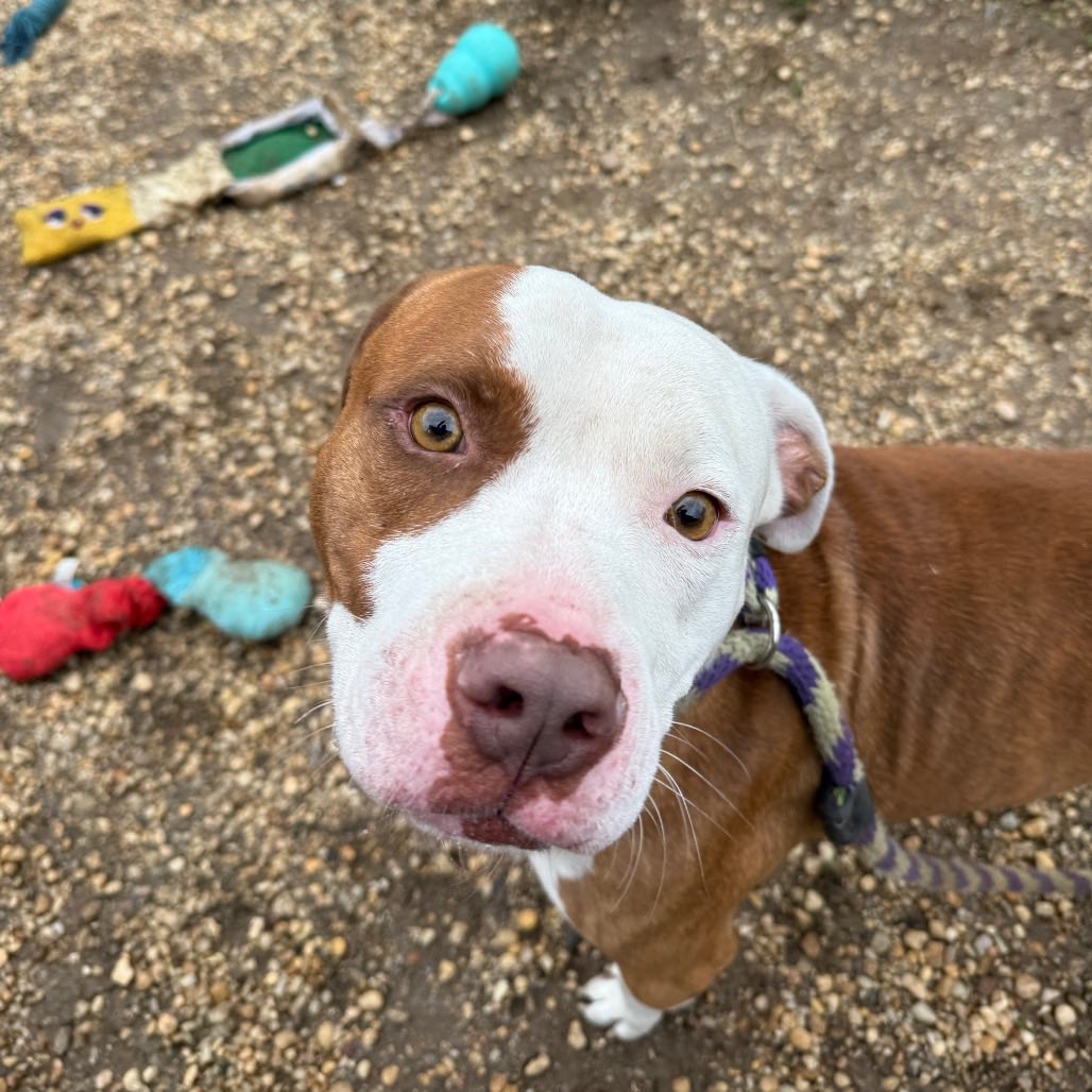 Save two young dogs from euthanasia in Philadelphia
