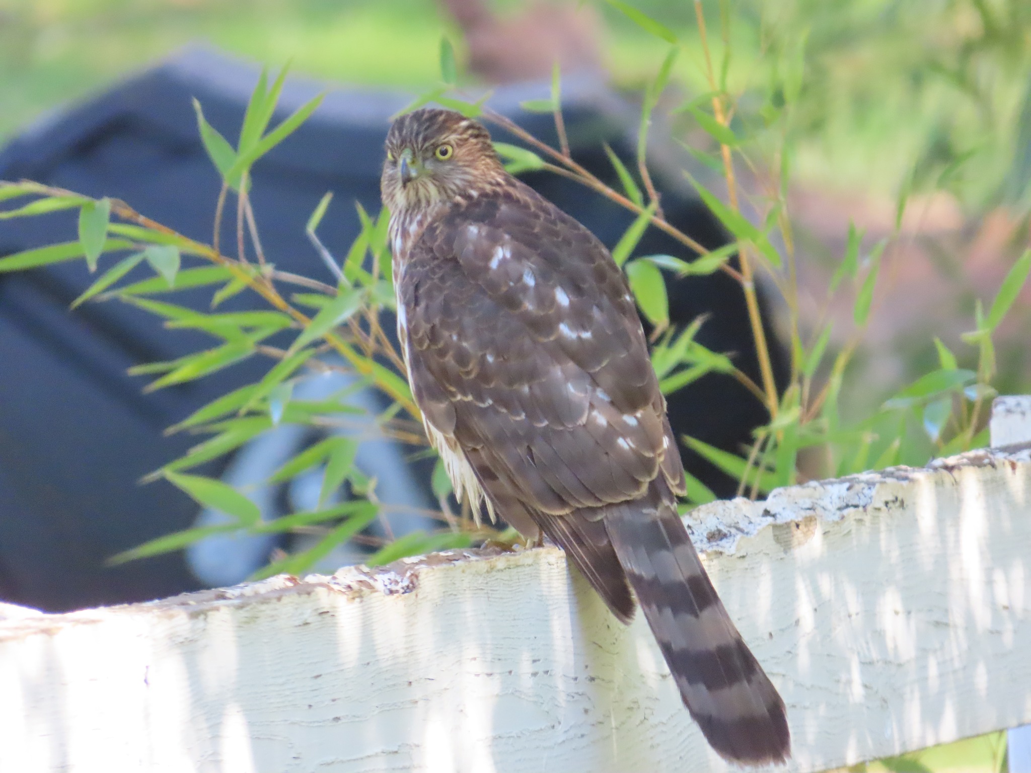 What's this Bird? - American Birding Association (ABA) | El Dorado ...