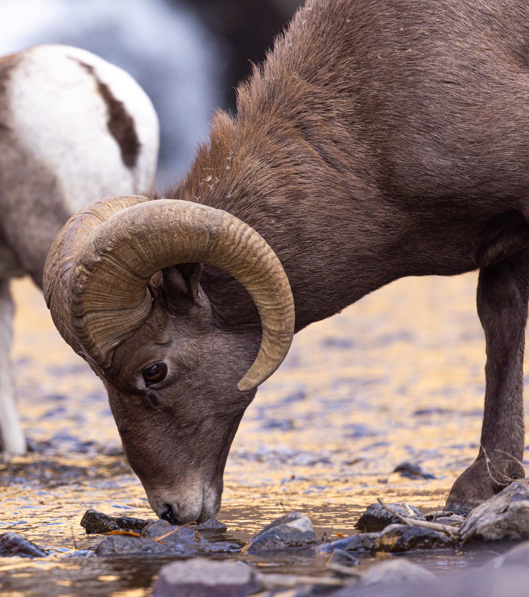 🐏Big Horn Sheep in the river. They... Monica Breckenridge Facebook
