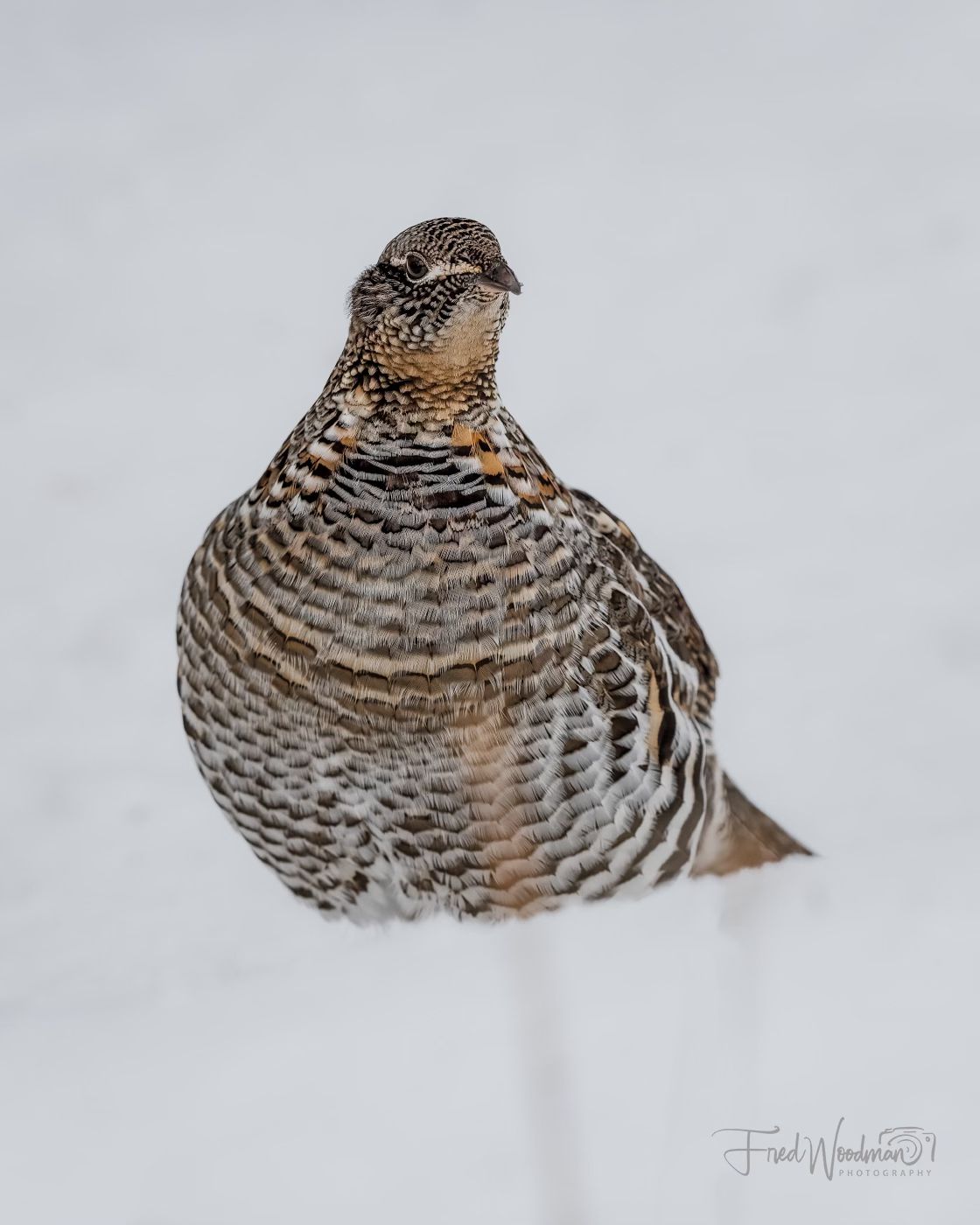 HG 38 Famous Grouse 22-02-2020 Hirtshals