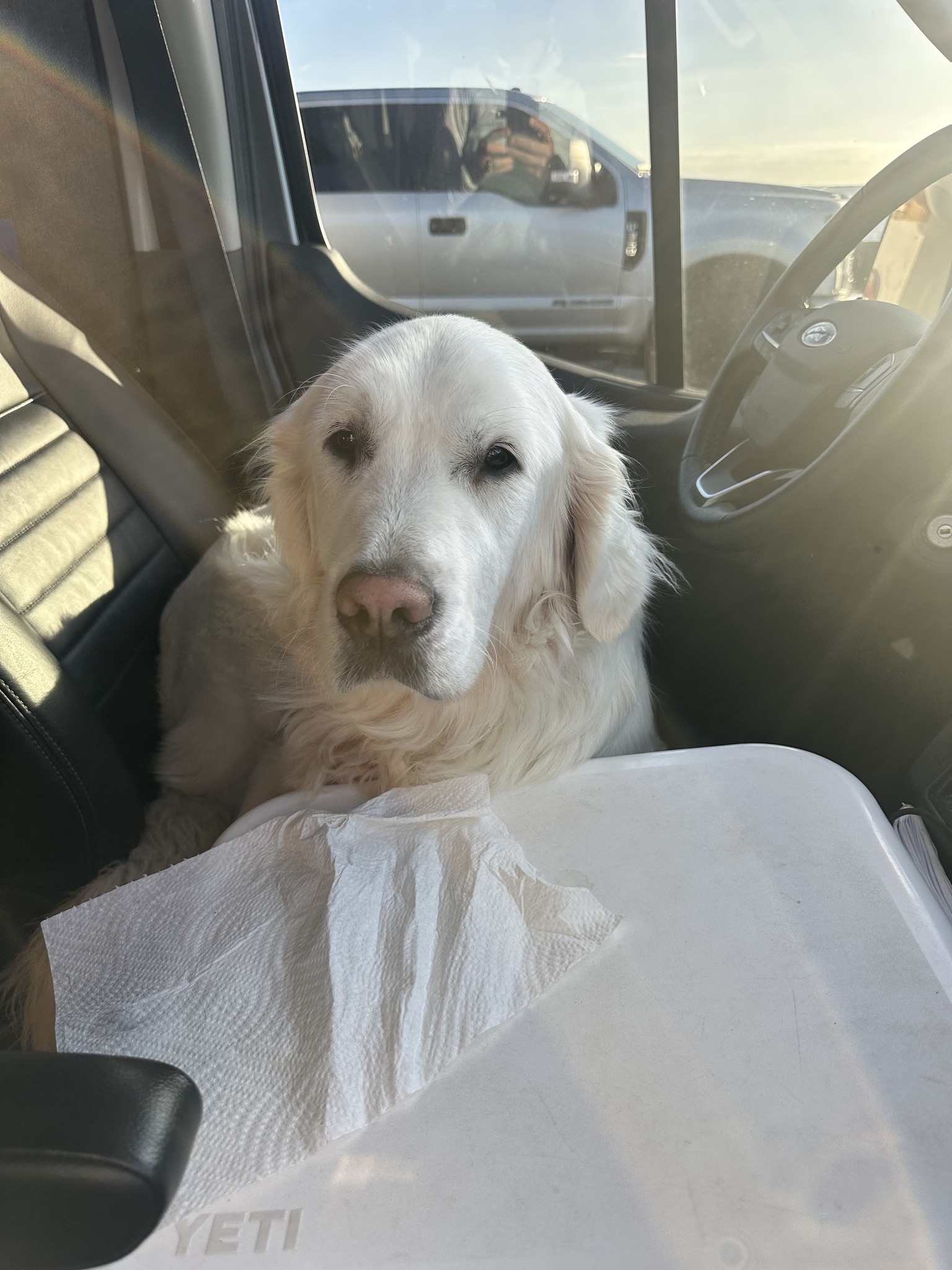 deb klowas Dog sitter needed for golden retriever in Belgrade Lakes, Maine Els PW 17864