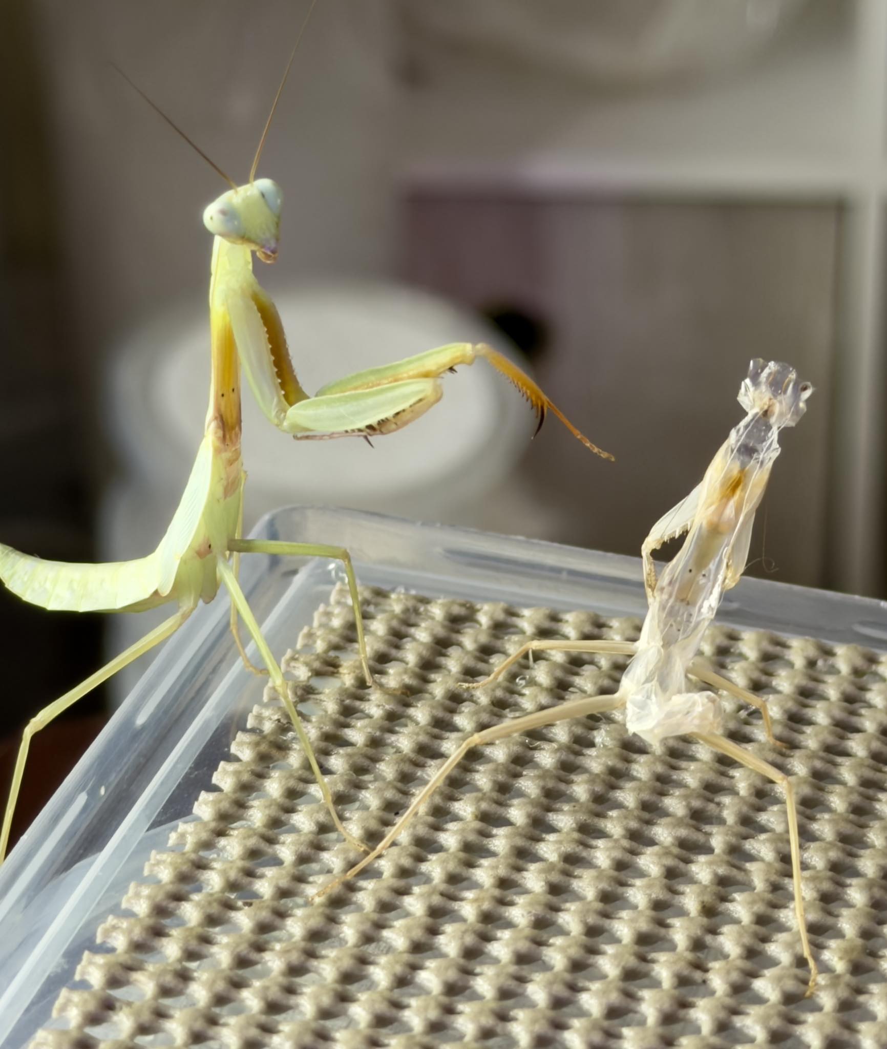 【aviso gold】PRAYING MANTIS 5'6 TINT Hierodula venosa- Golden mantis. A shell of my former self!!