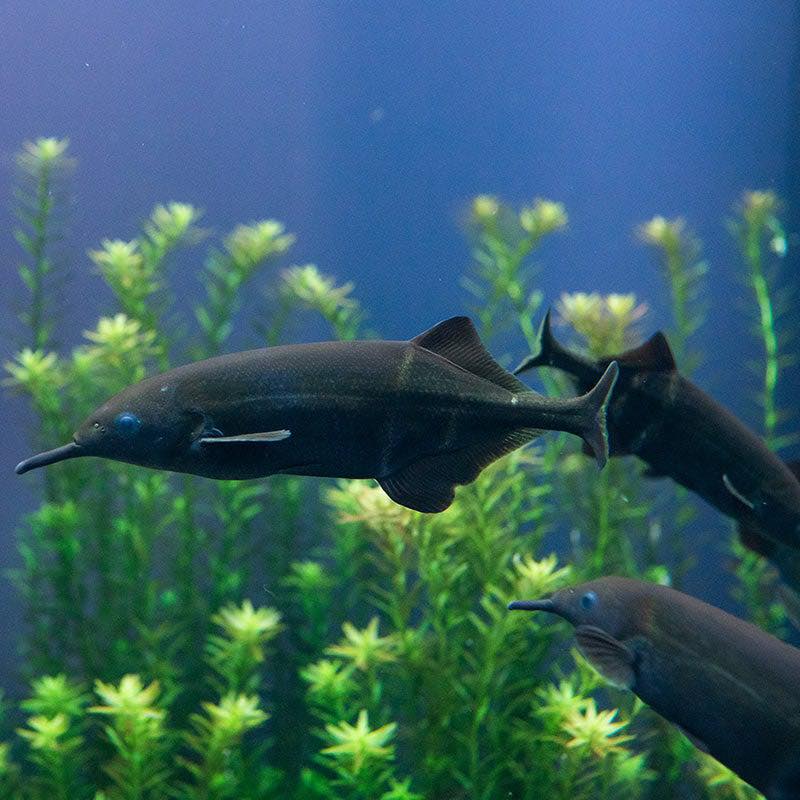 elephant nose fish site plantedtank.net RIP my beautiful fish shnauzer
