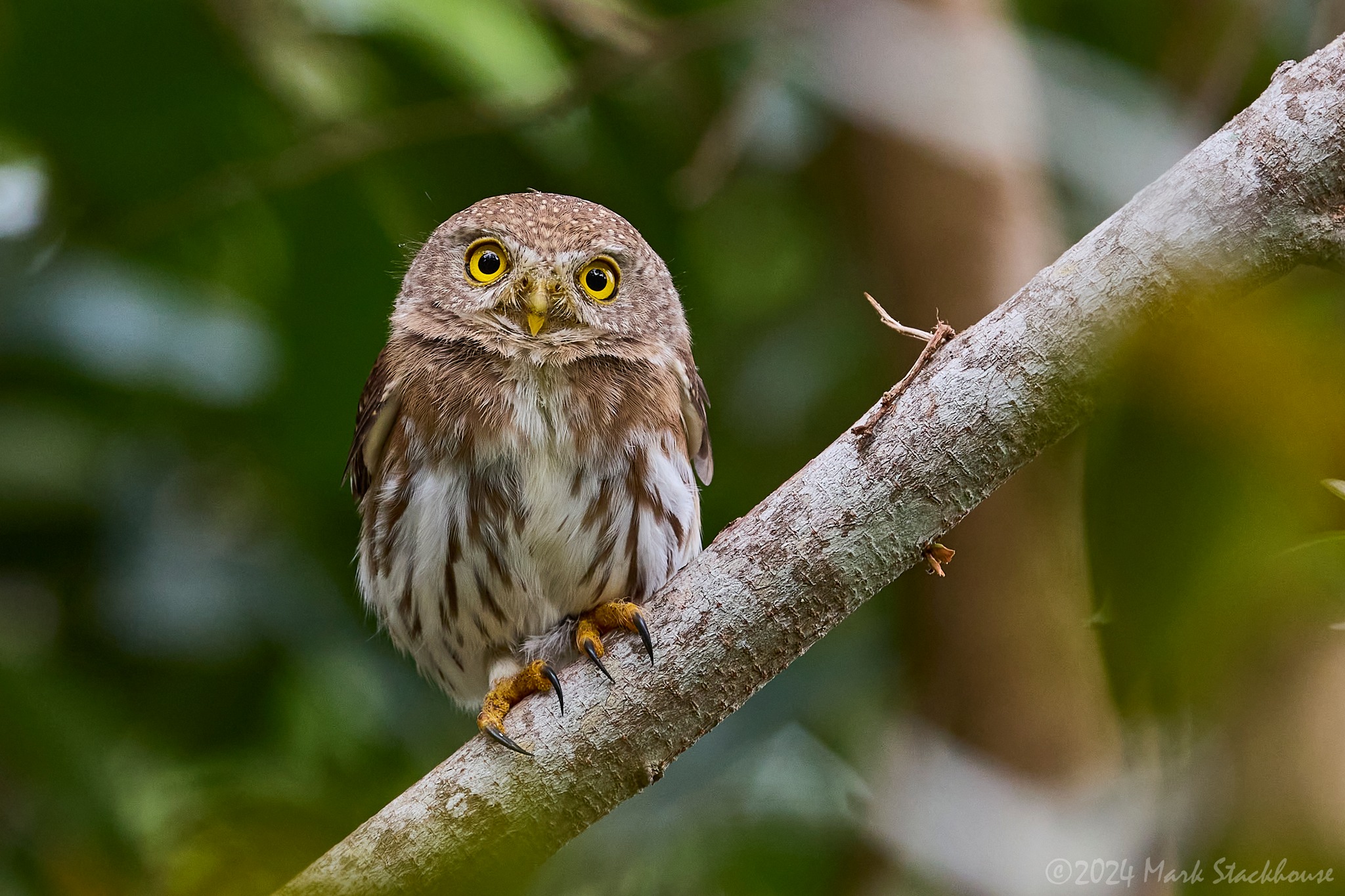 Mark Stackhouse - This little guy wants to count you, in... | Facebook