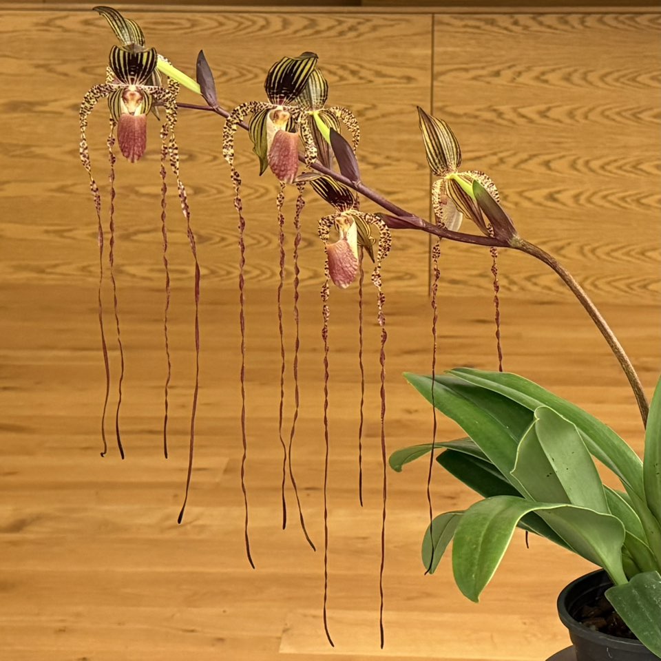 Paph Yang Ji Hawk orchid with 40cm long petals