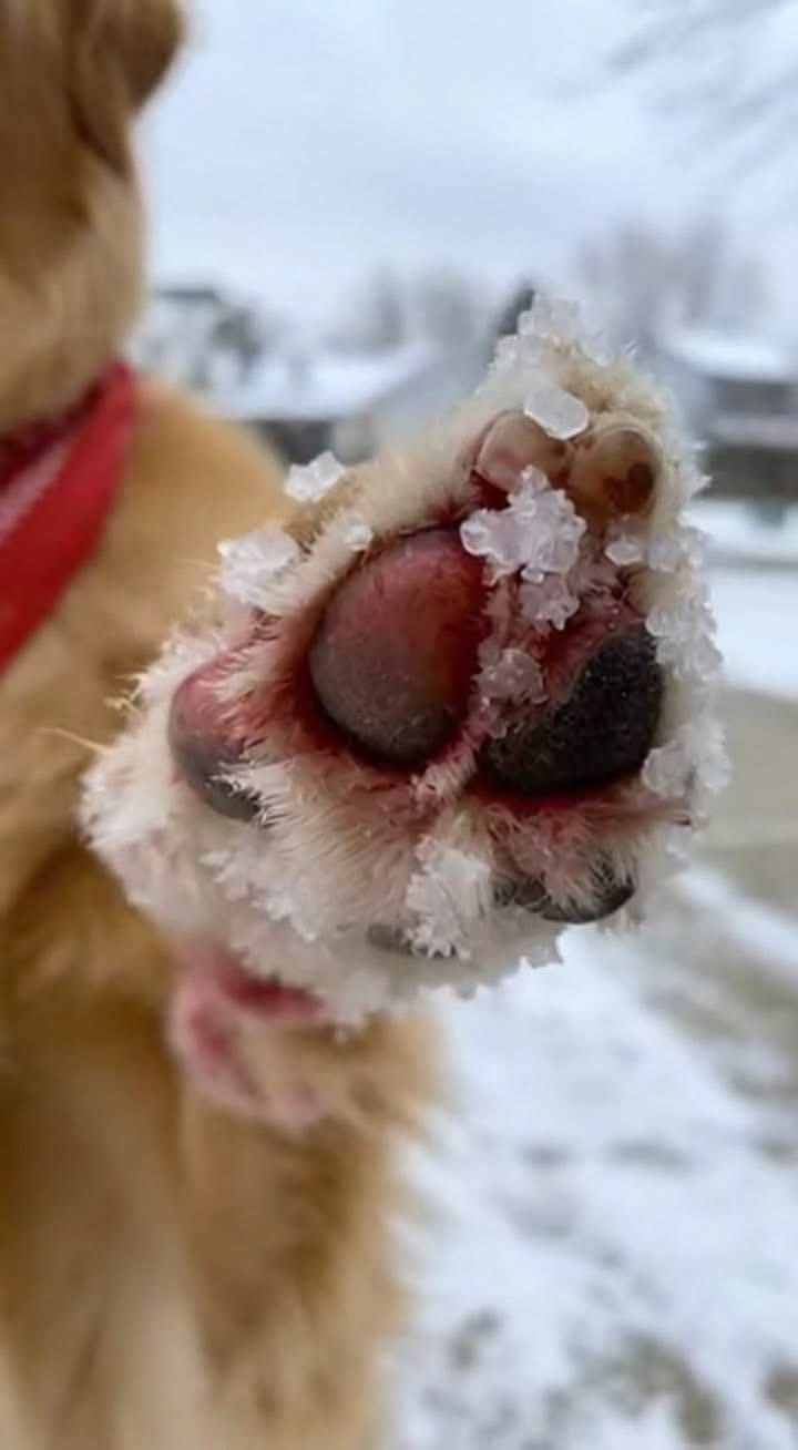 Your Dog Hates All ice melt pellets That Stick into...