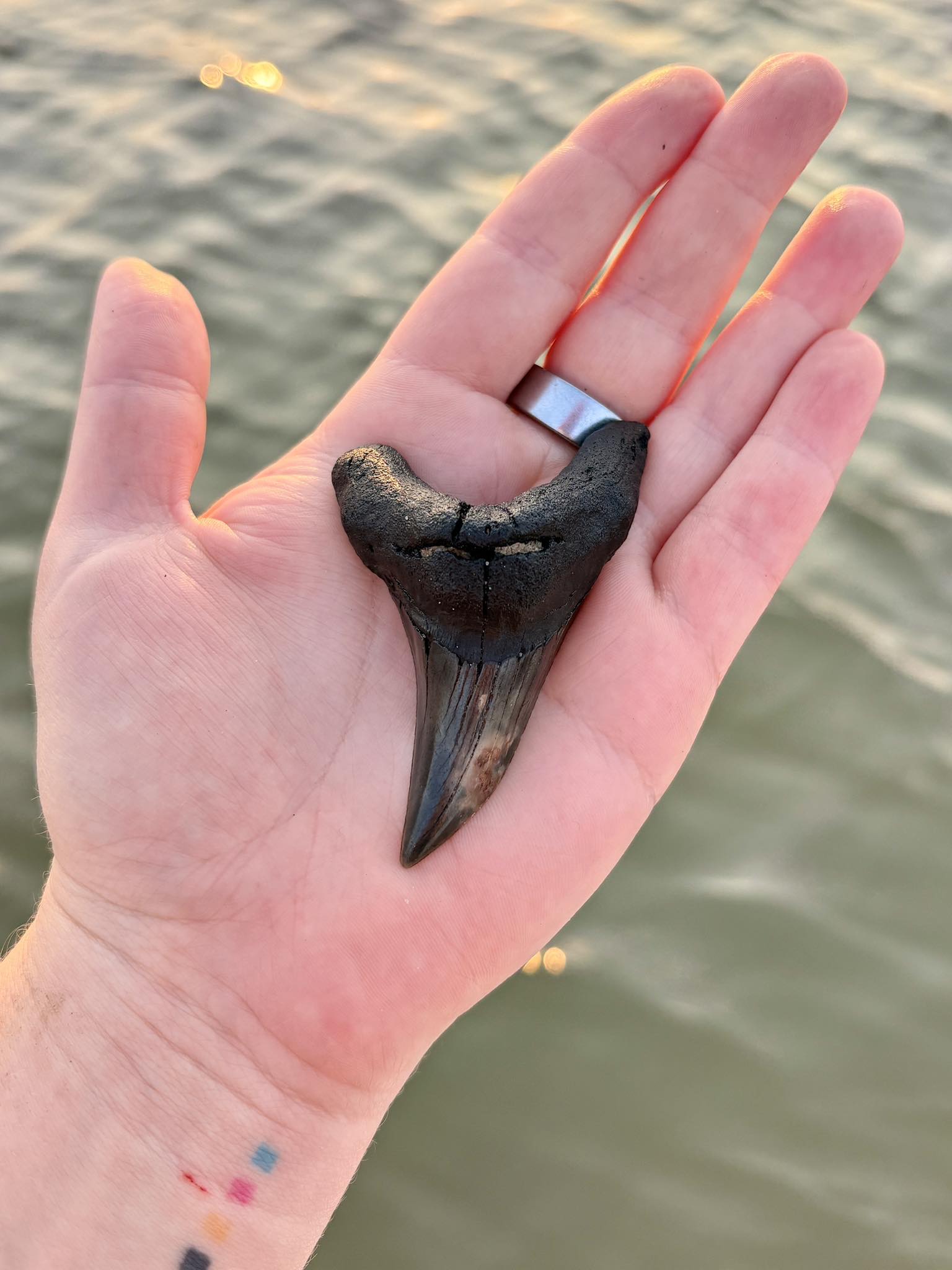 Insane benedeni find today 🦈
