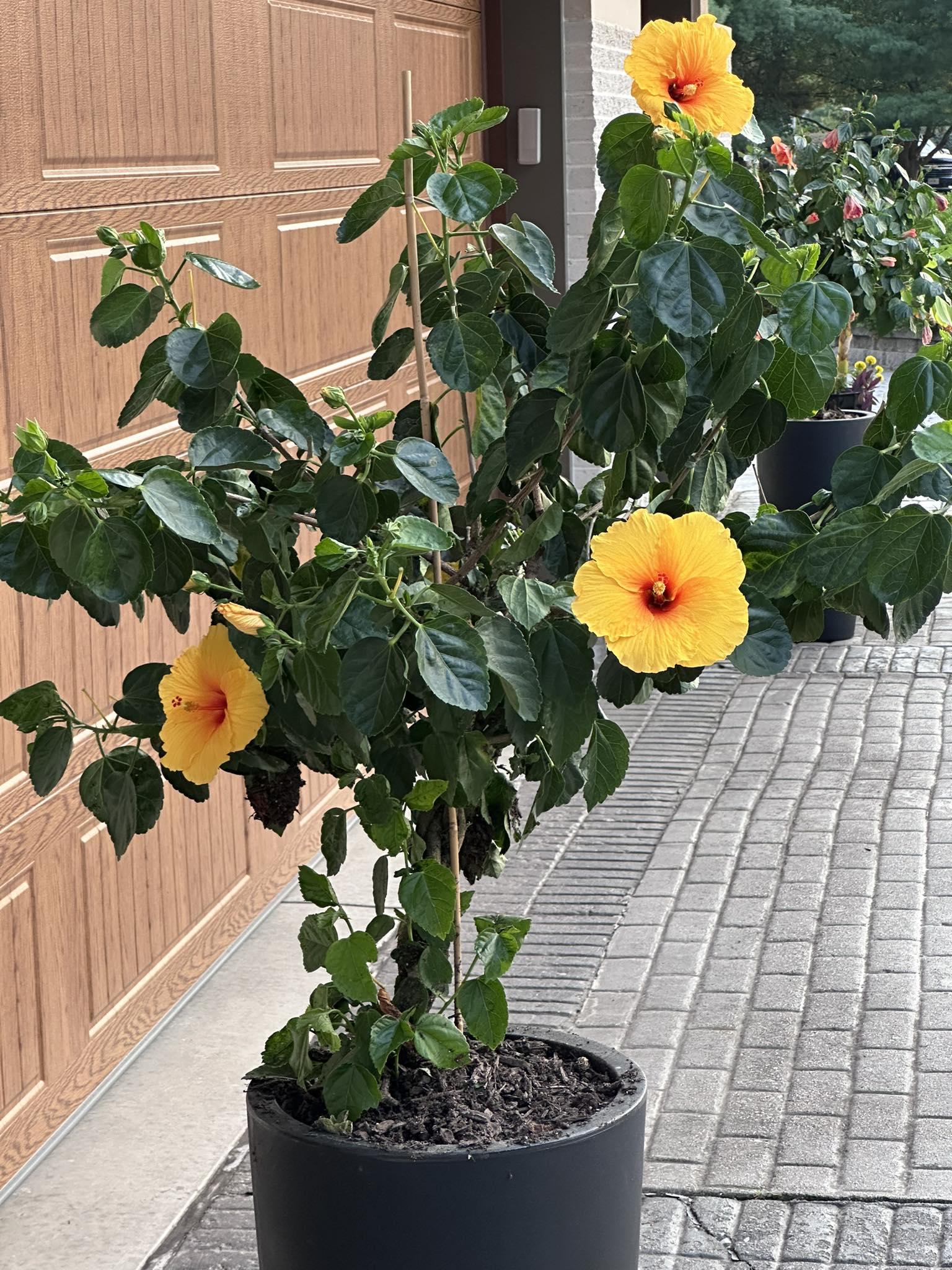 Can tropical hibiscus survive winter outside in central Oklahoma?