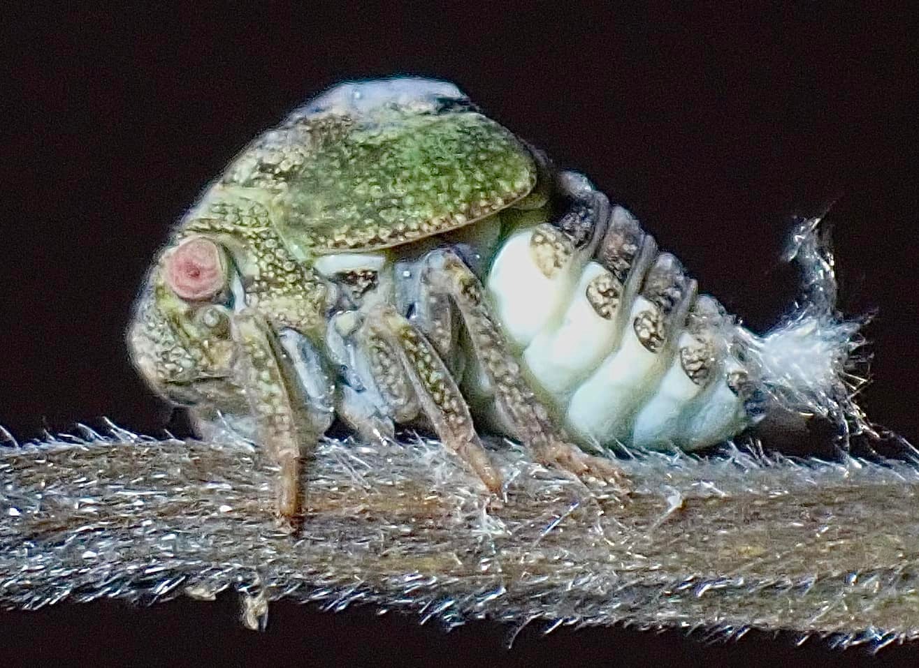 BugShot Macro Photography Workshops | Facebook