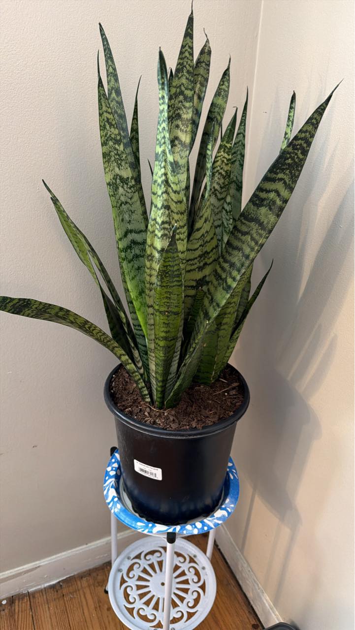 サンスベリア Sansevieria Patens variegated サンスベリア
