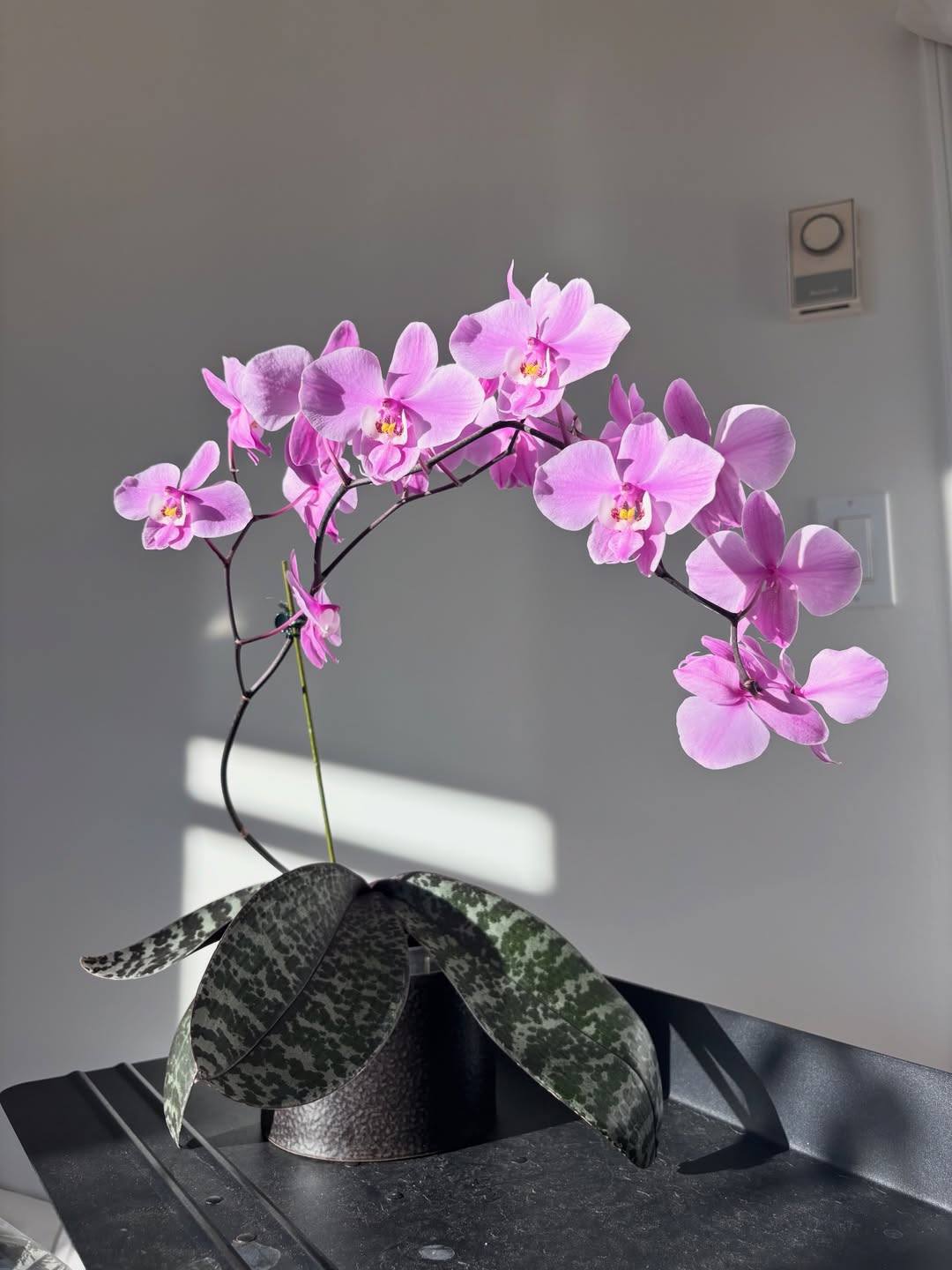 What is the origin of this unique Phal. schilleriana orchid?