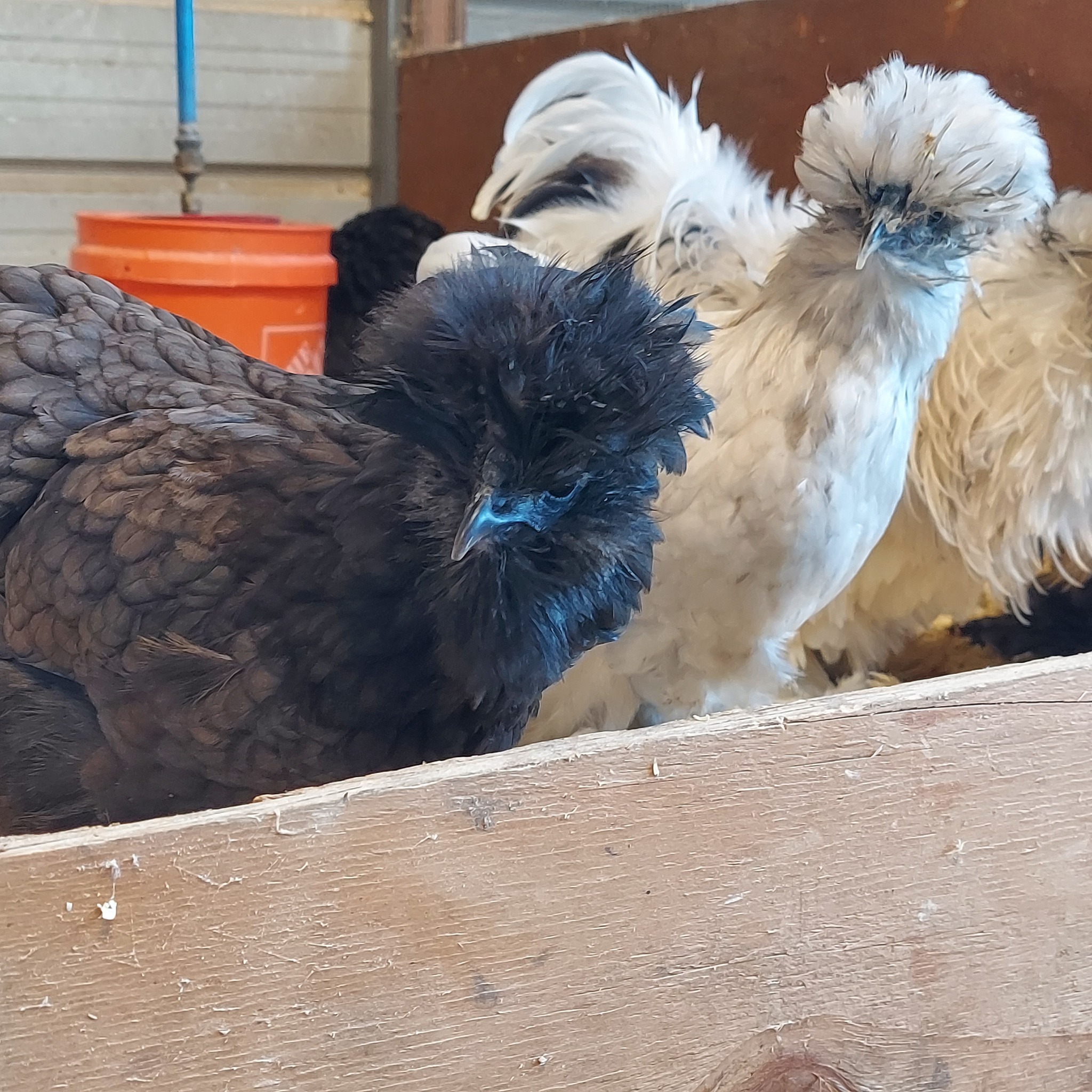 6 2 Extra PURE WHITE SILKIE FERTILE HATCHING CHICKEN EGGS **Free Shipping** Poul