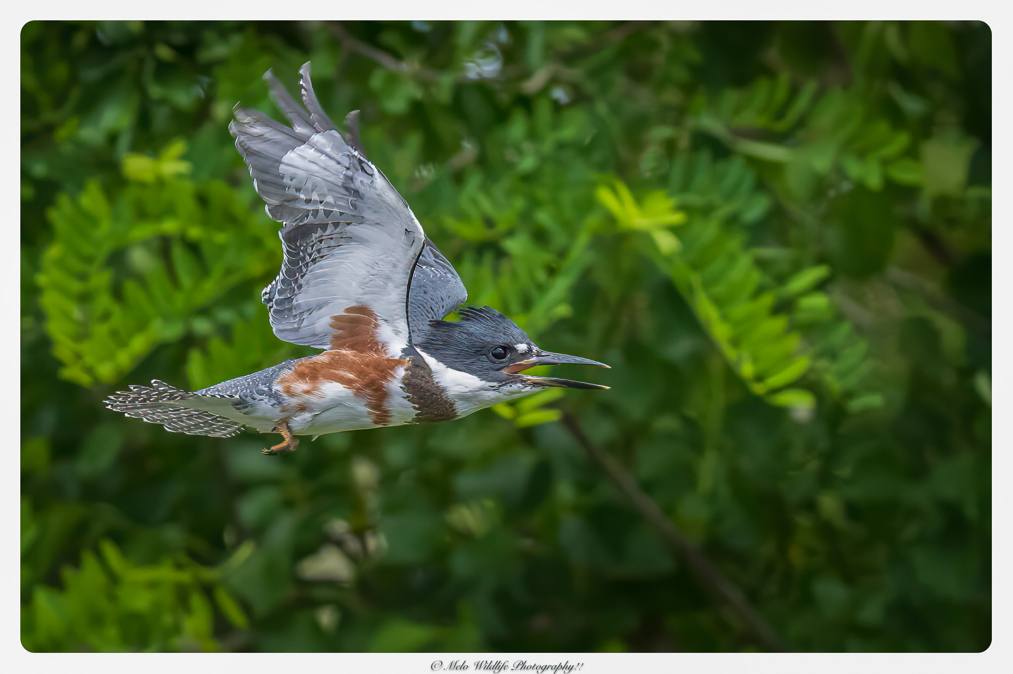 Nikon Z9 with 105mm macro lens captures stunning kingfisher image