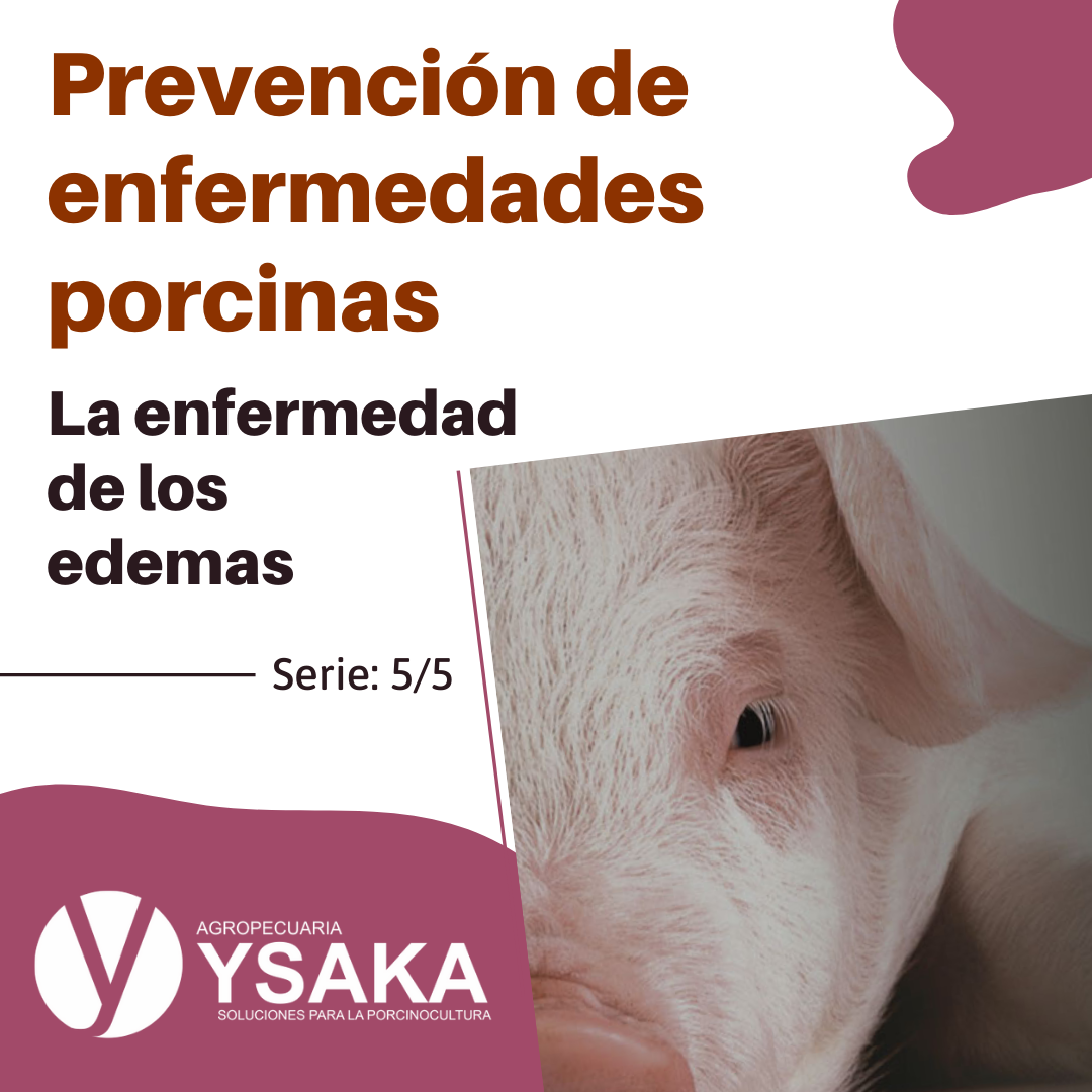 👨🏻‍🏫 La enfermedad de los edemas (EE)... - Agropecuaria Ysaka | Facebook