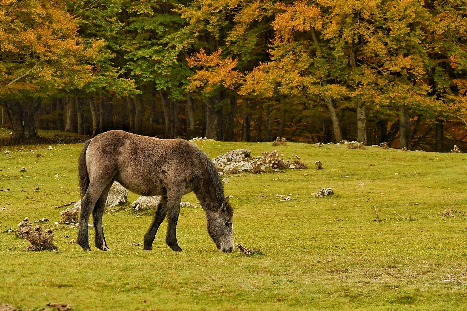Monte Livata | Facebook