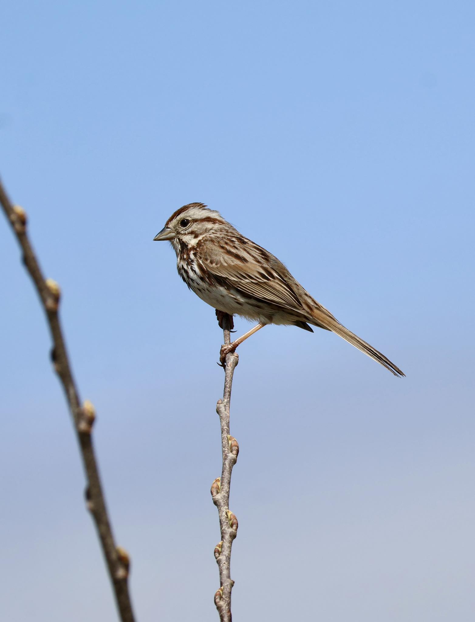 Song Sparrow in Bloomingdale IL. MomentsofGratitude75