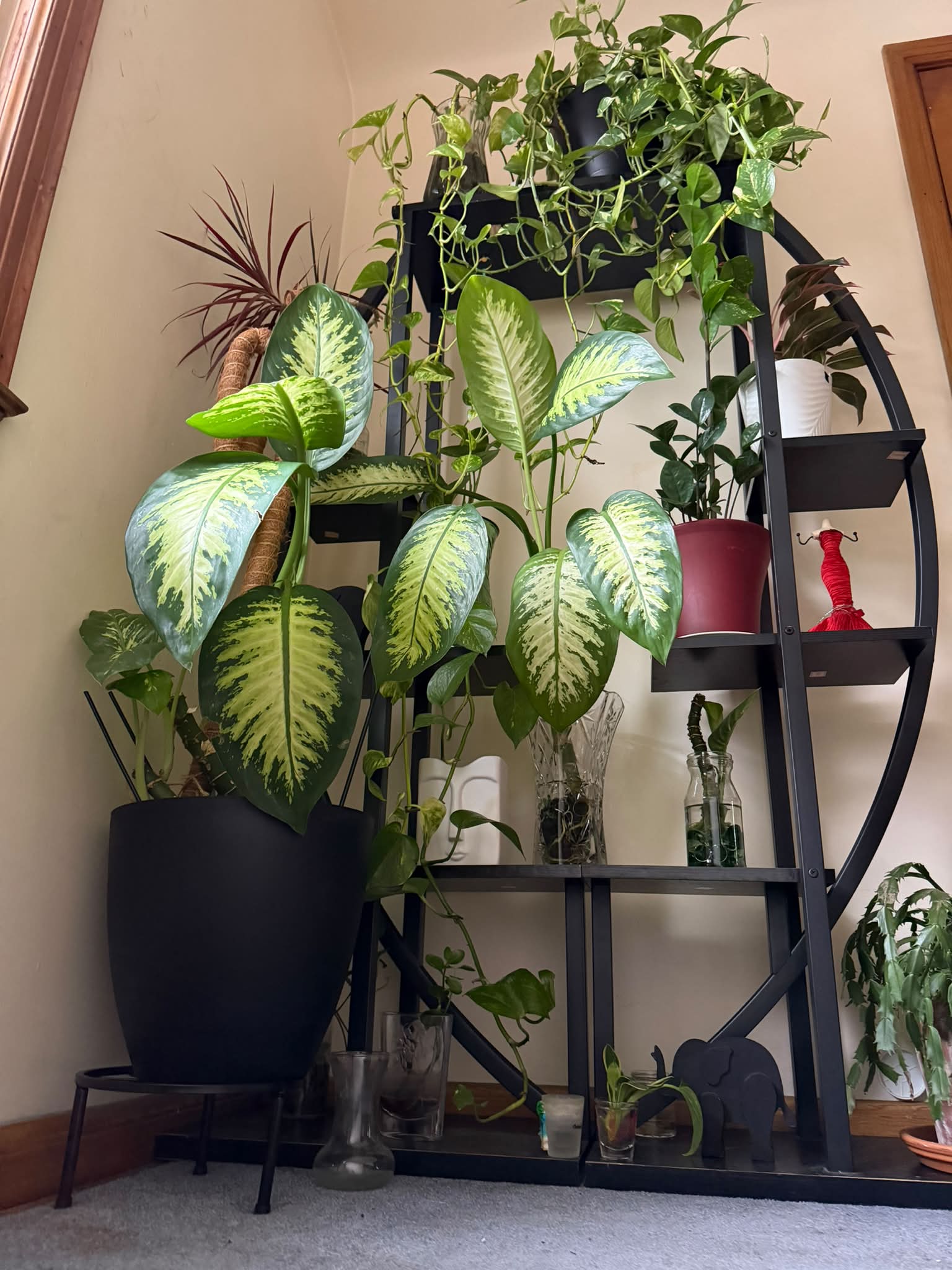 Plant Hoarders Anonymous (PHA)