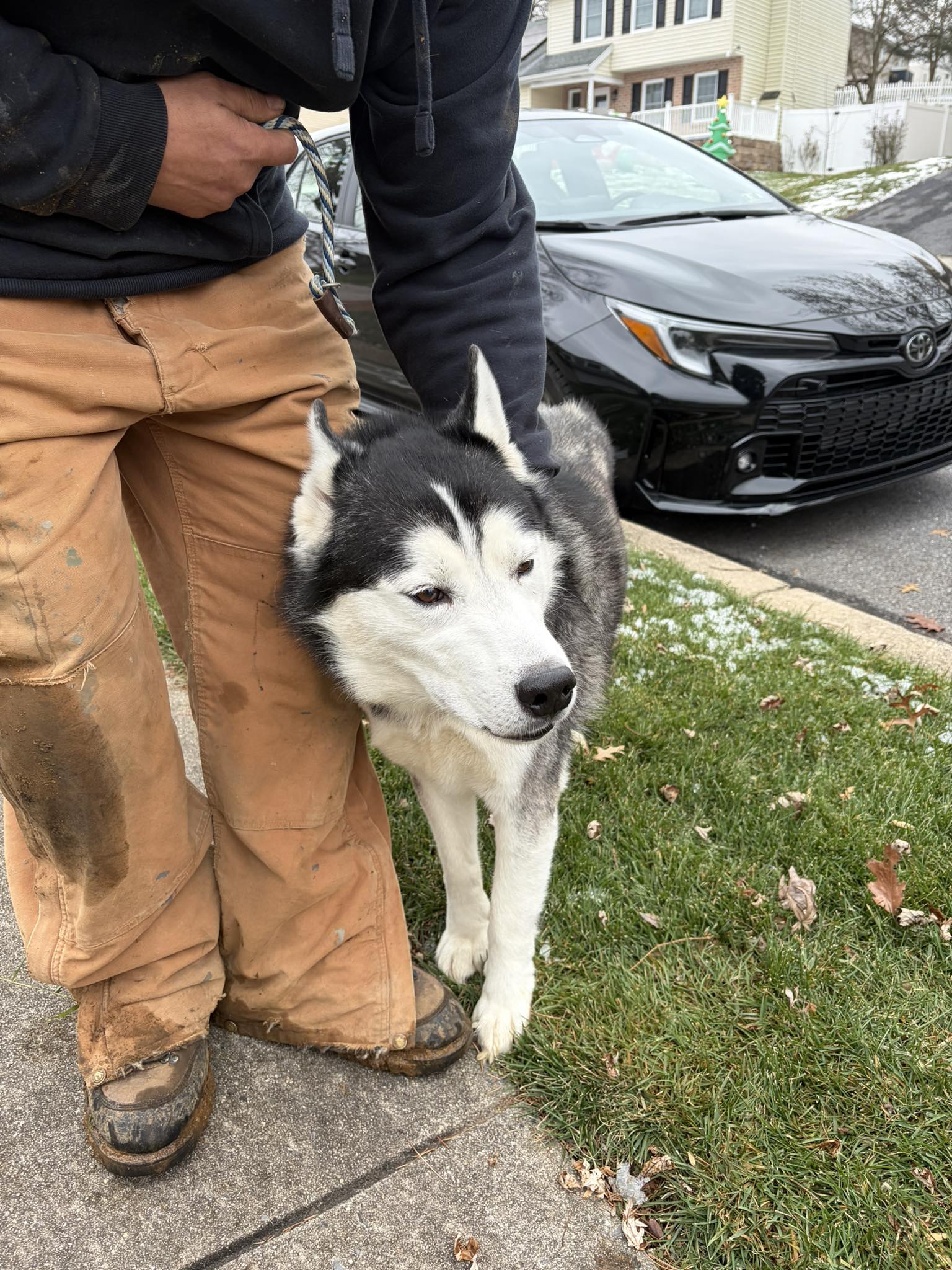 Berks Dog Search | UPDATE: Pup is currently with Spring Twp PD | Facebook