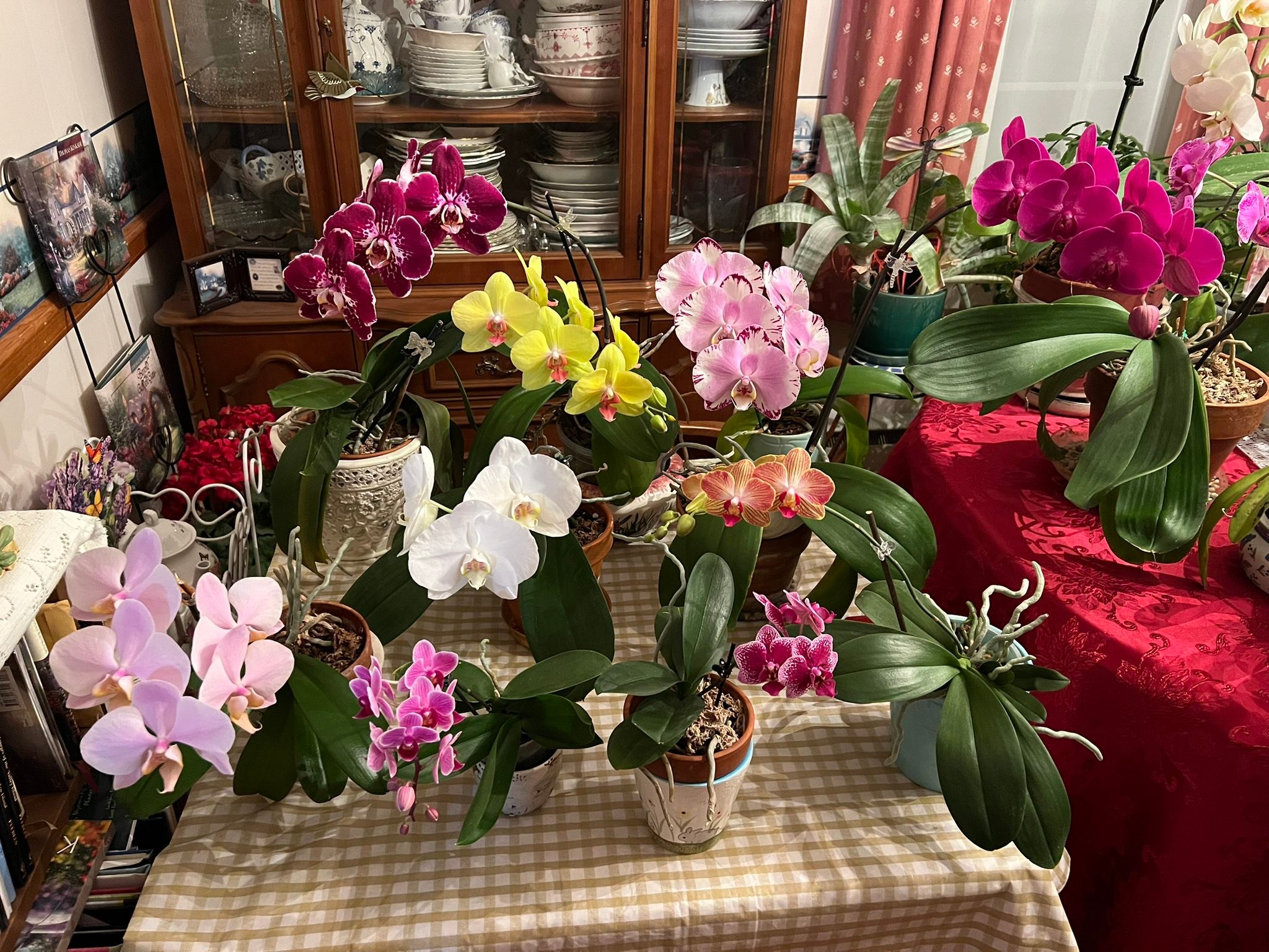 Clo. Diane Drisch 'Pink Lemonade' HCC/AOS, Sunset Valley Orchids