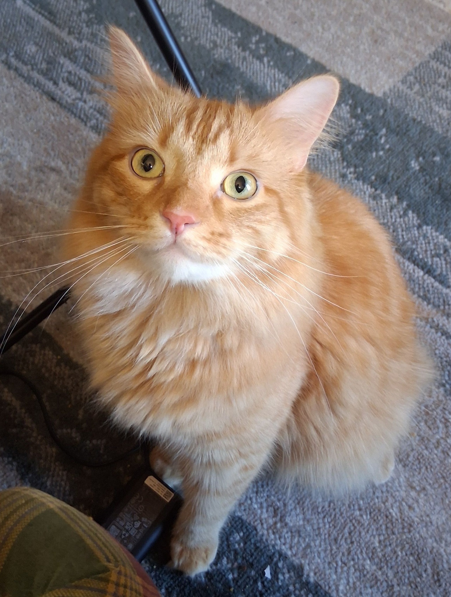 Hi, I'm new to the group. This is Finn, our 5-month-old orange cat