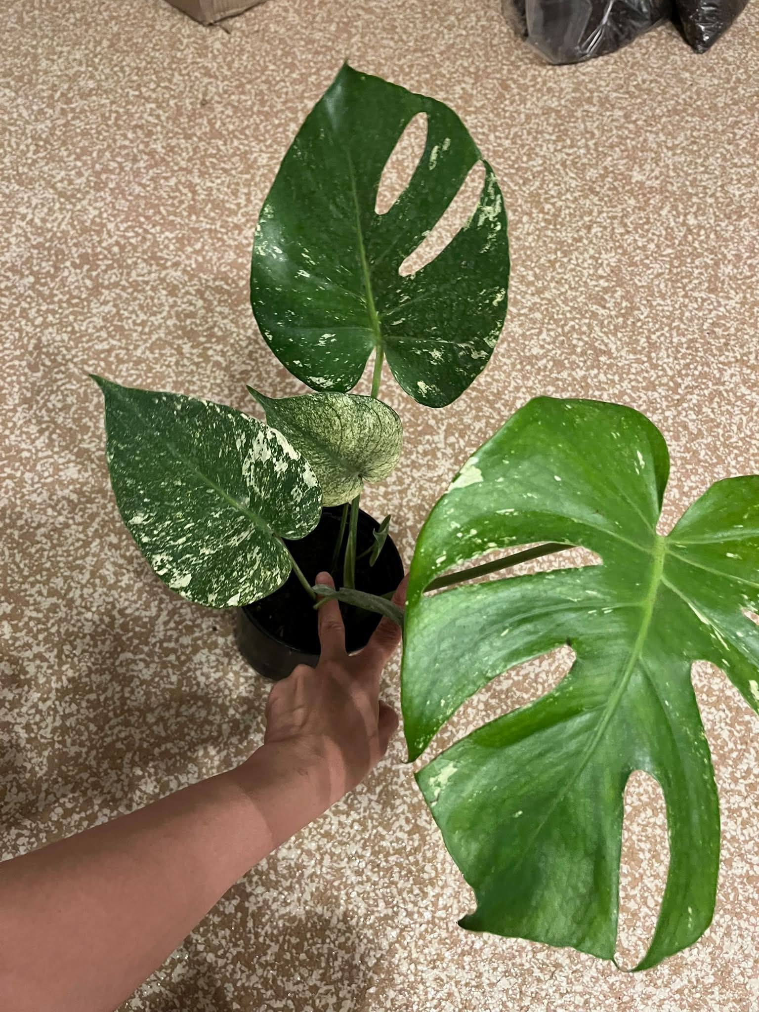 Outdoor plants from a PHA member's collection