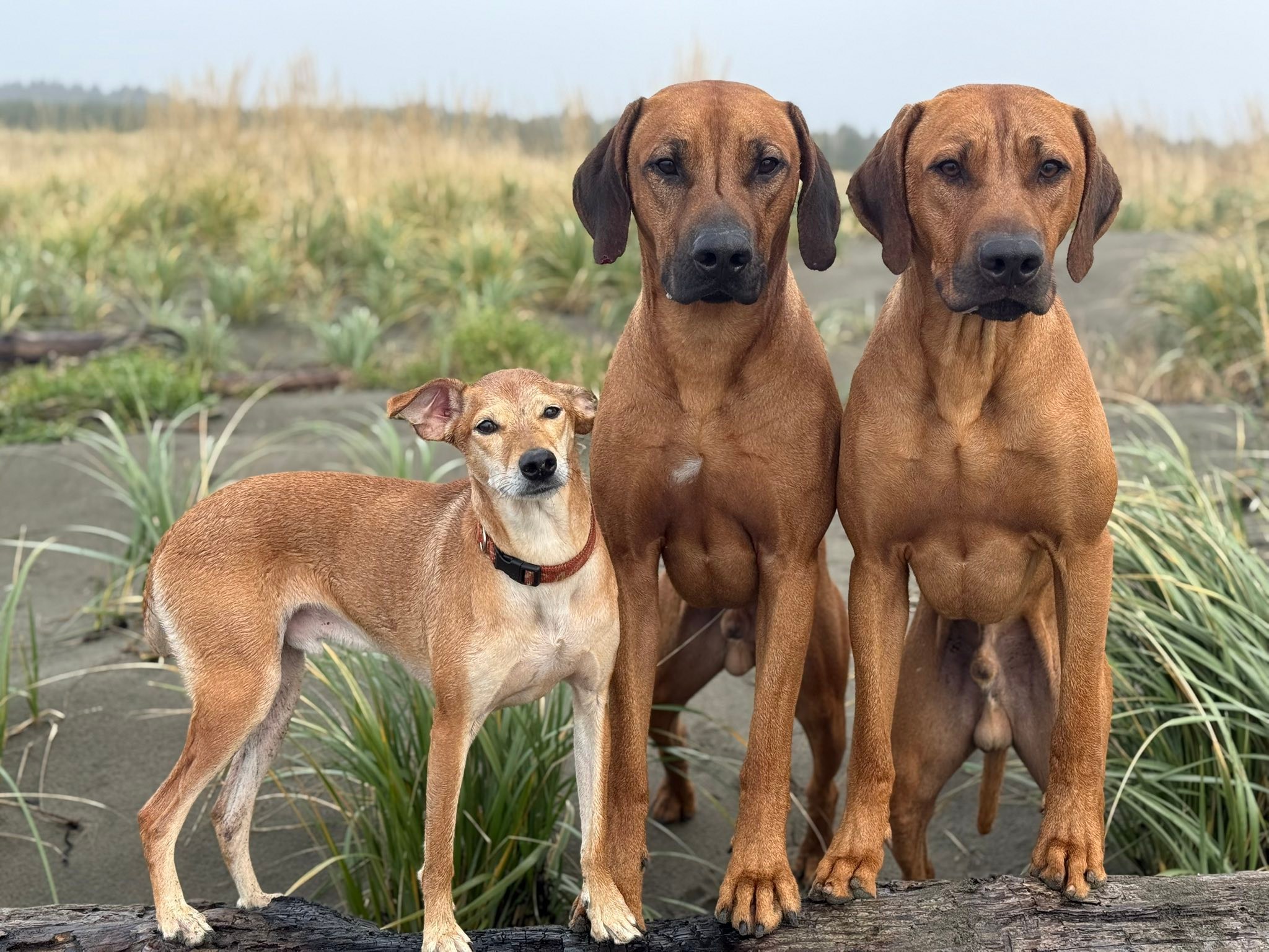 RRCUS - Rhodesian Ridgeback Club of the United States | Facebook