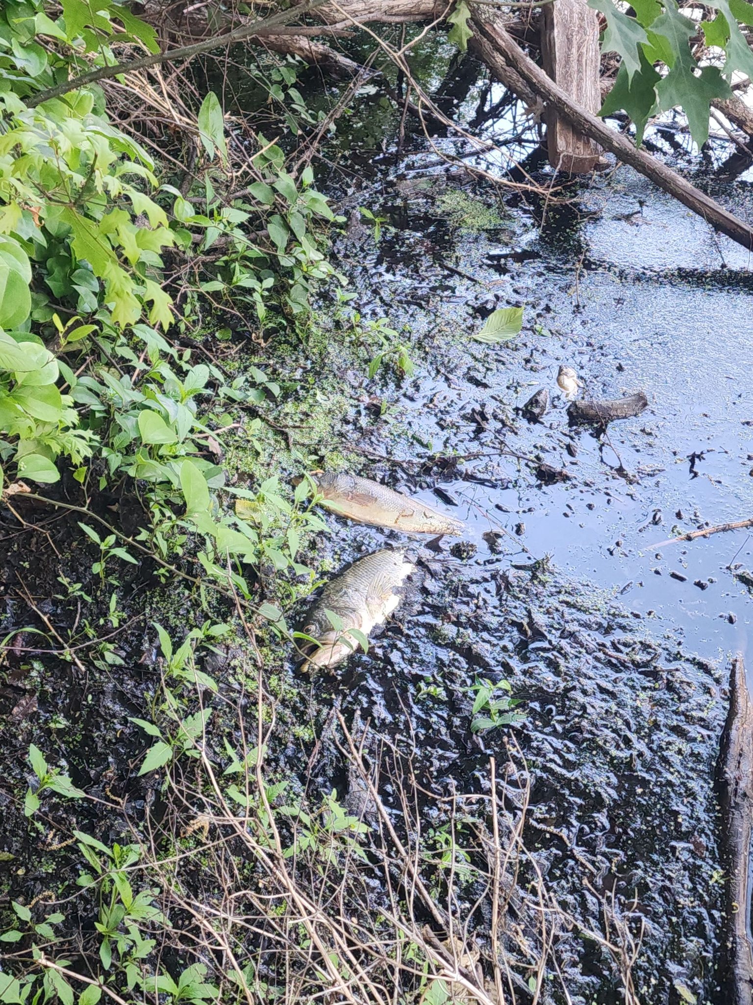 Harmful algal bloom advisory for Mountain Lake in Warren County