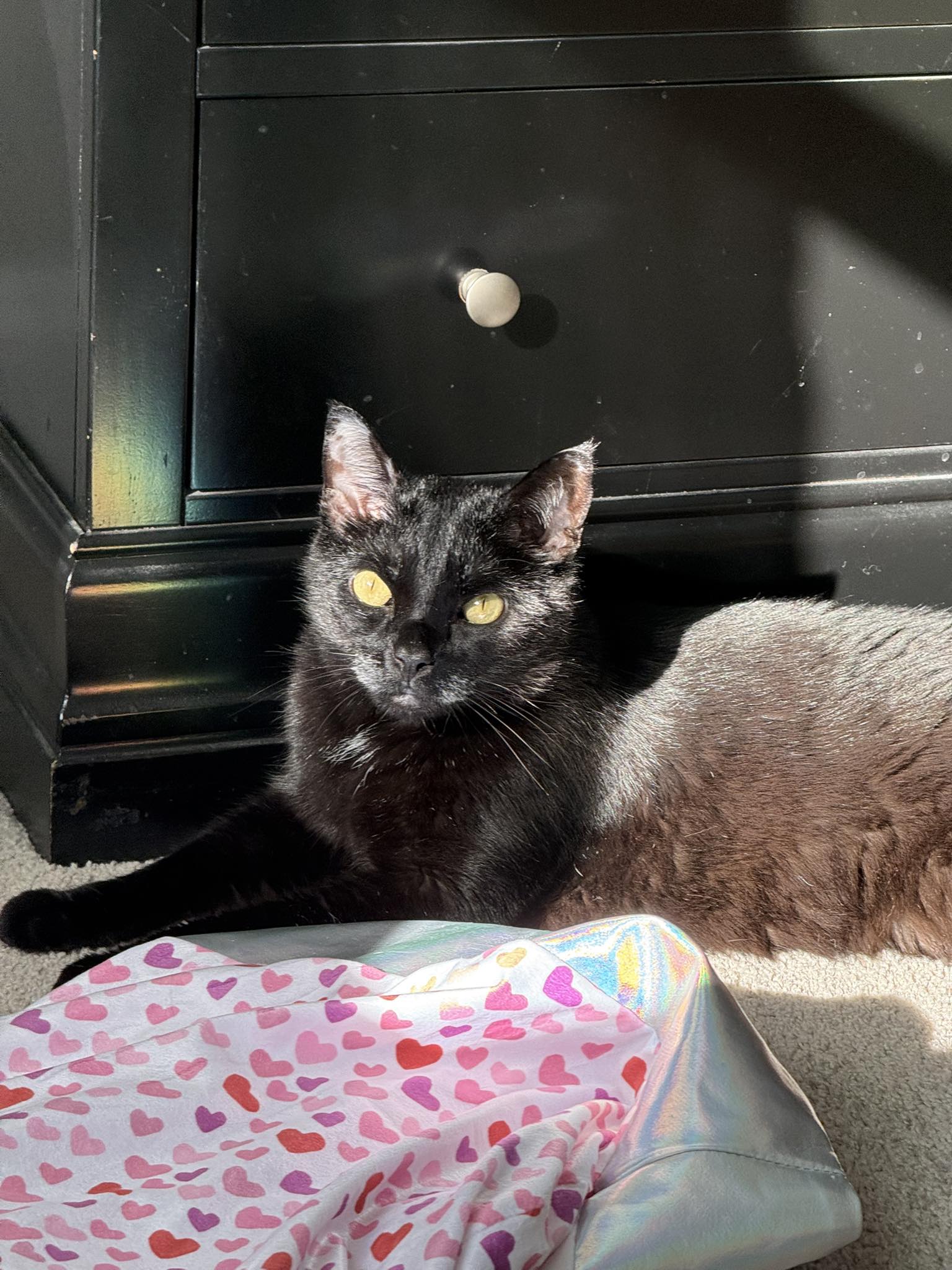 Cat with IBD having accidents after B12 injections?