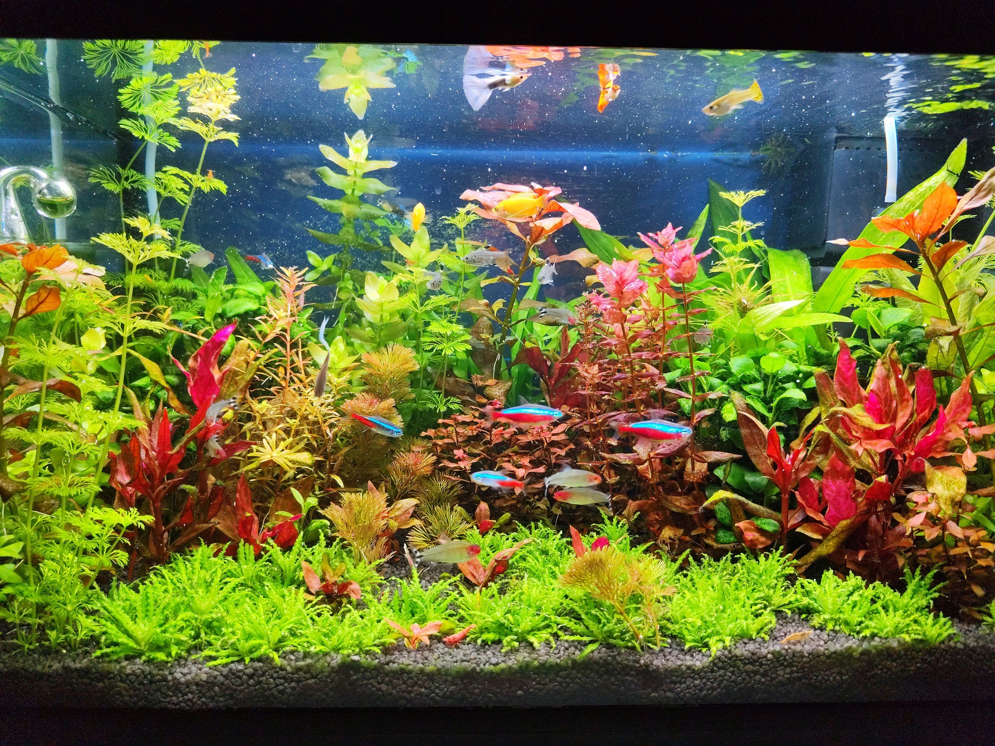 ACQUARIO CHE PASSIONE | Buongiorno mi sono deciso a cambiare le luci ...