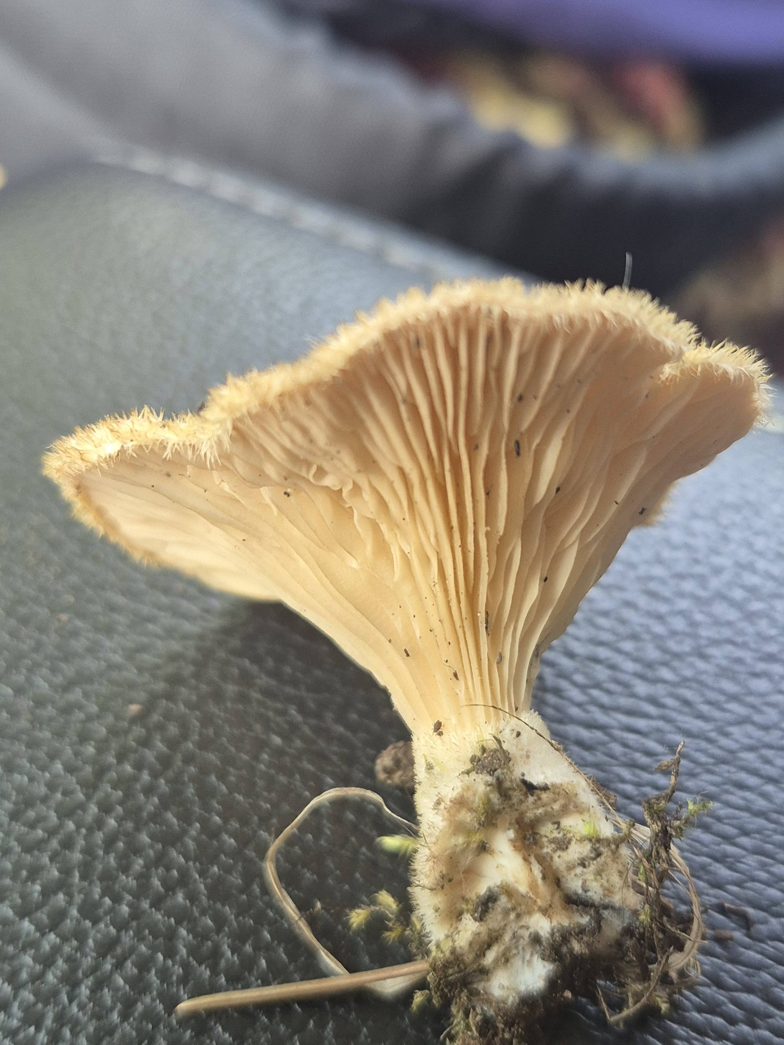 What is this fuzzy-stemmed mushroom with an anise scent growing on