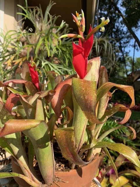 Billbergia 'Appaloosa' hybrid by Don Beadle