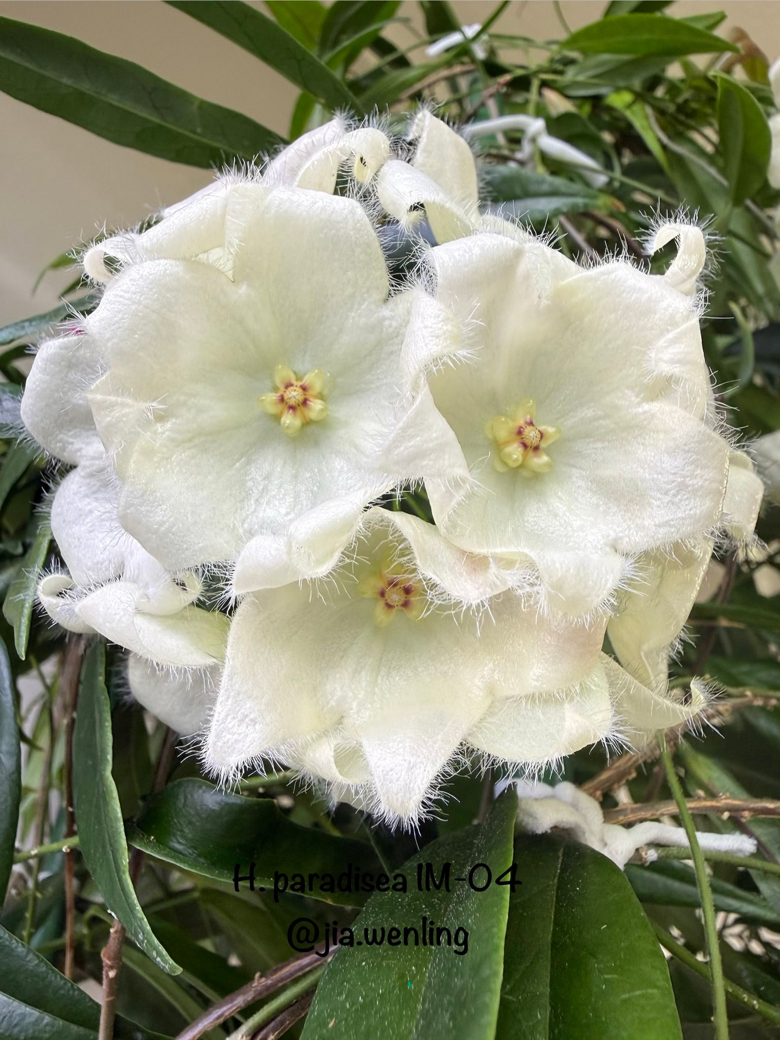 Hoya paradisea IM-04