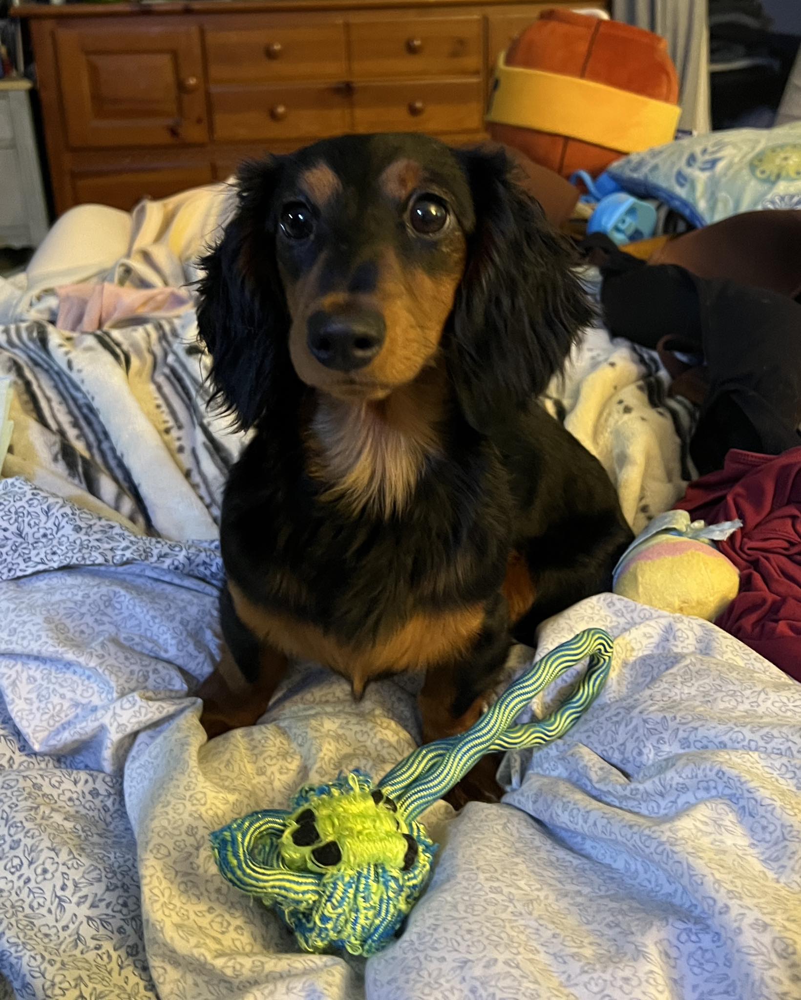 What to feed a 7.5 month old dachshund?