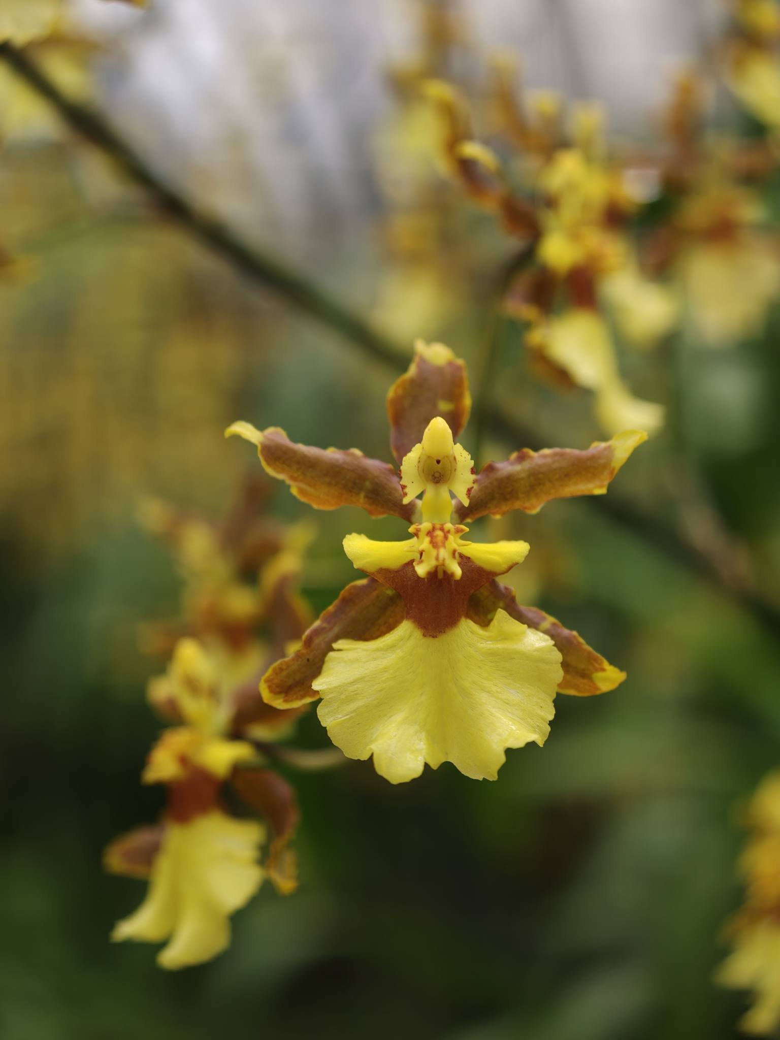 雙花卉圖 金雙甡花卉農場