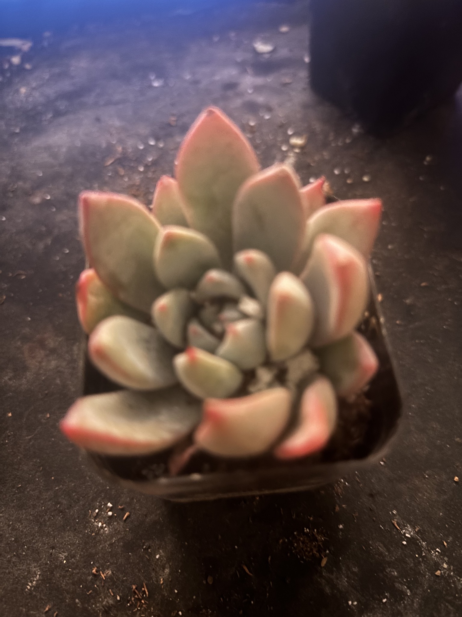 Succulents And Cactus For Beginners | perlite vs. pumice stone for mix ...