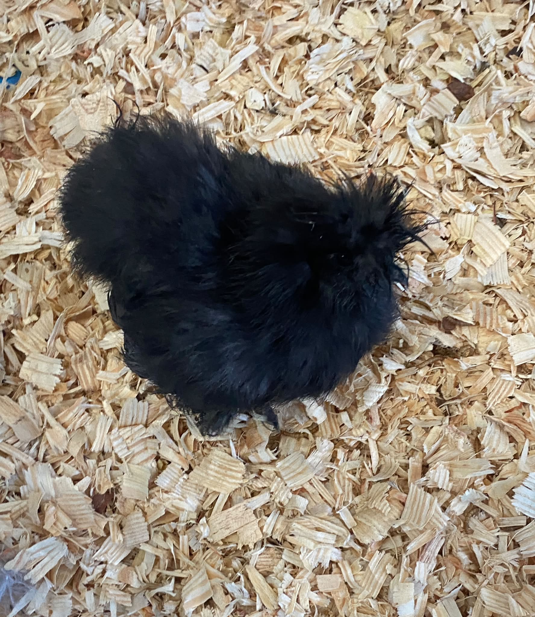 Silkie Chickens | Facebook
