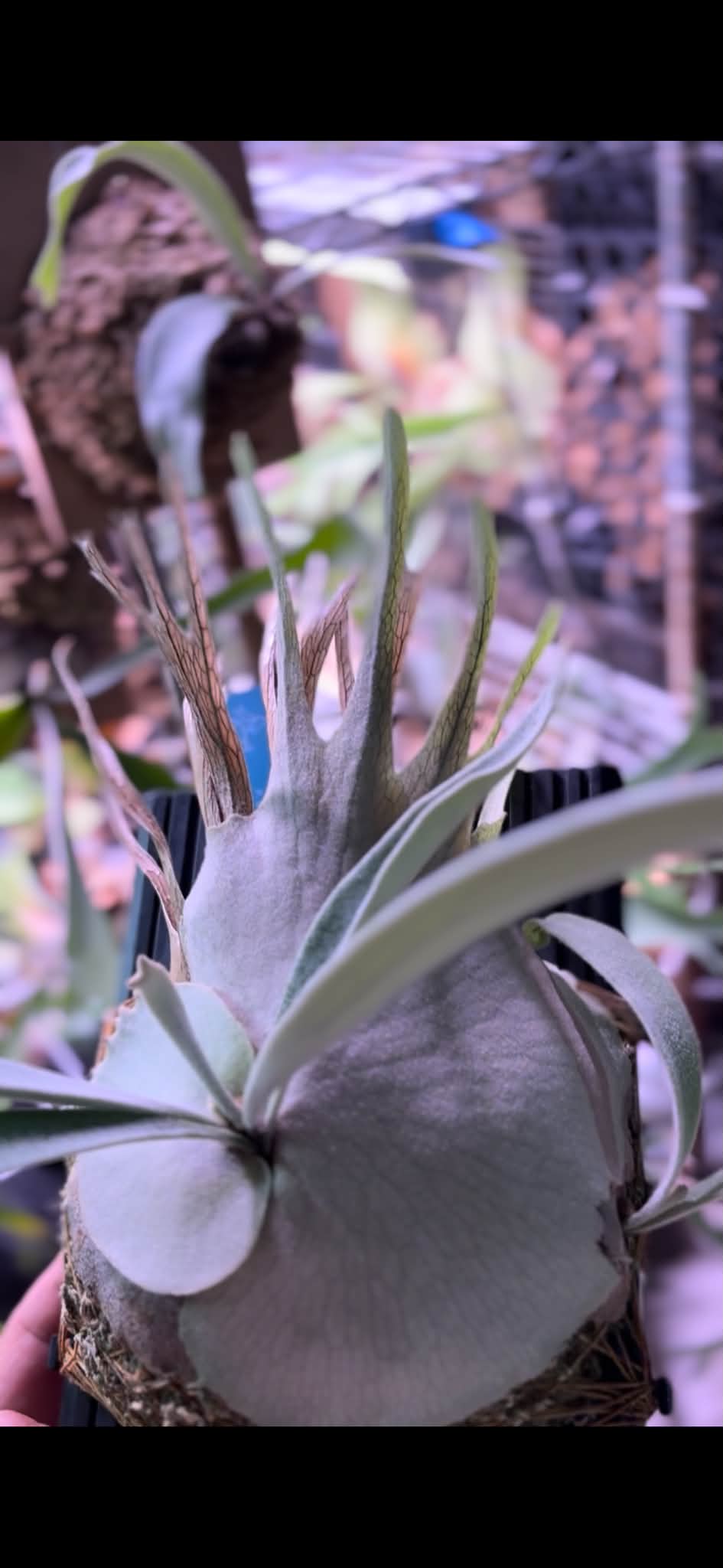 P.willinckii cv. OMEGA 最近非常火紅的一品經典名鹿來自：Alan's